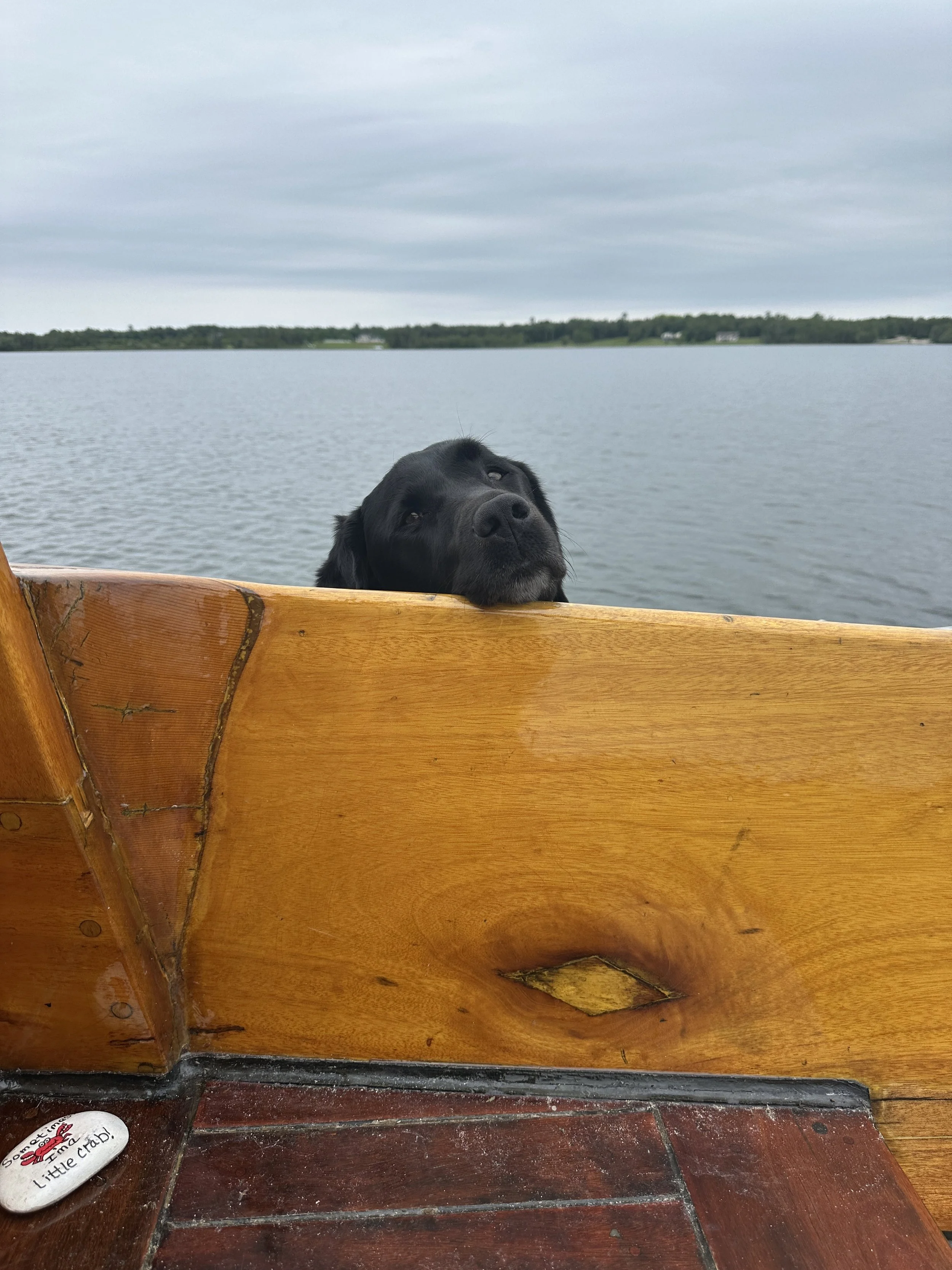 Kona enjoying some deck time