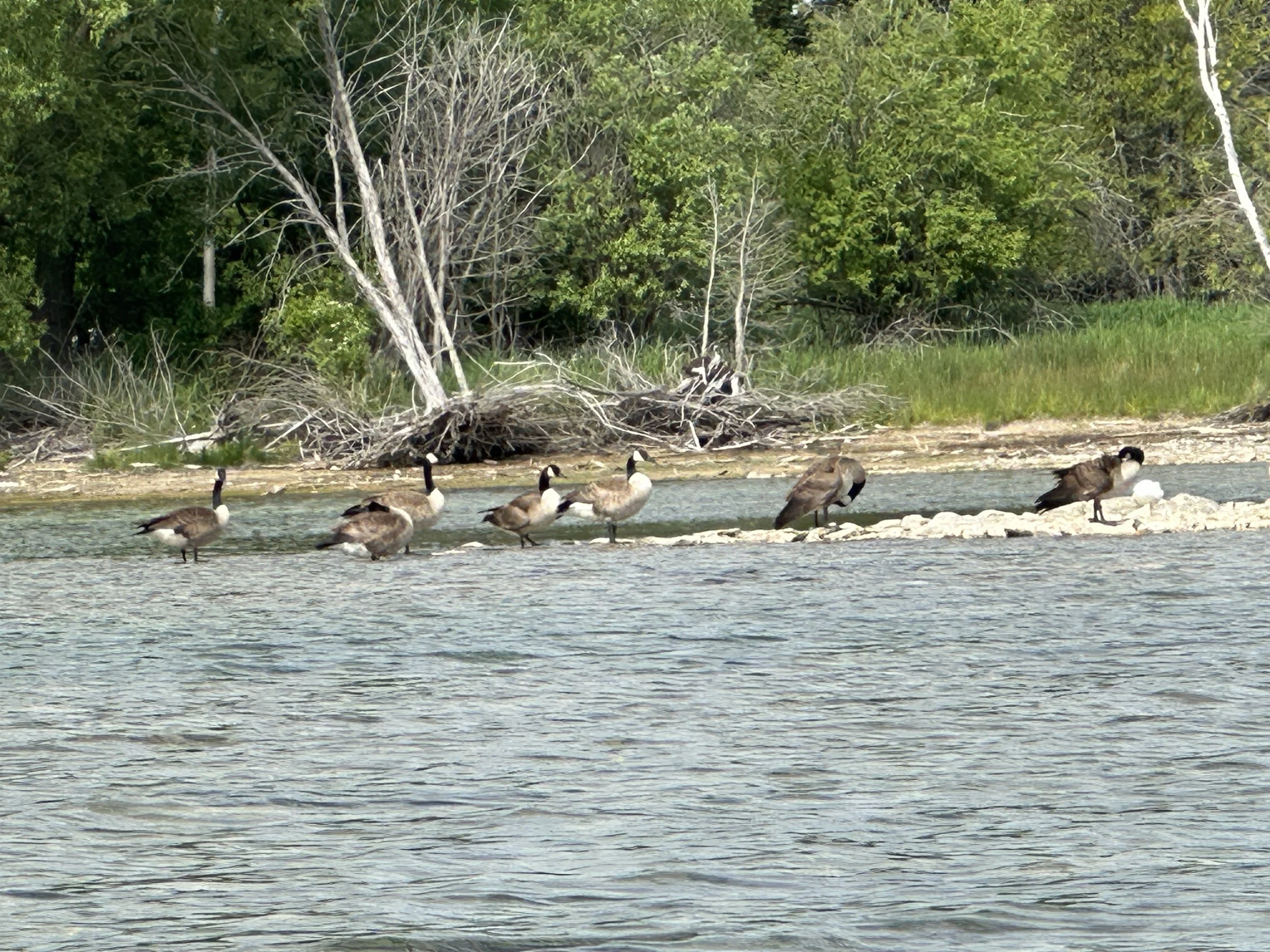 Classic example of "Birds don't walk on water."