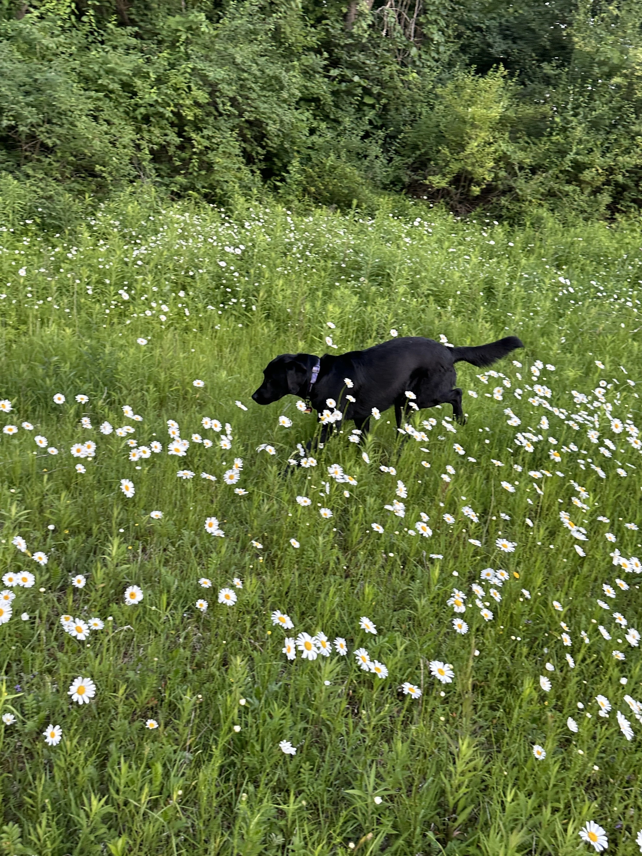 Kona in daisys
