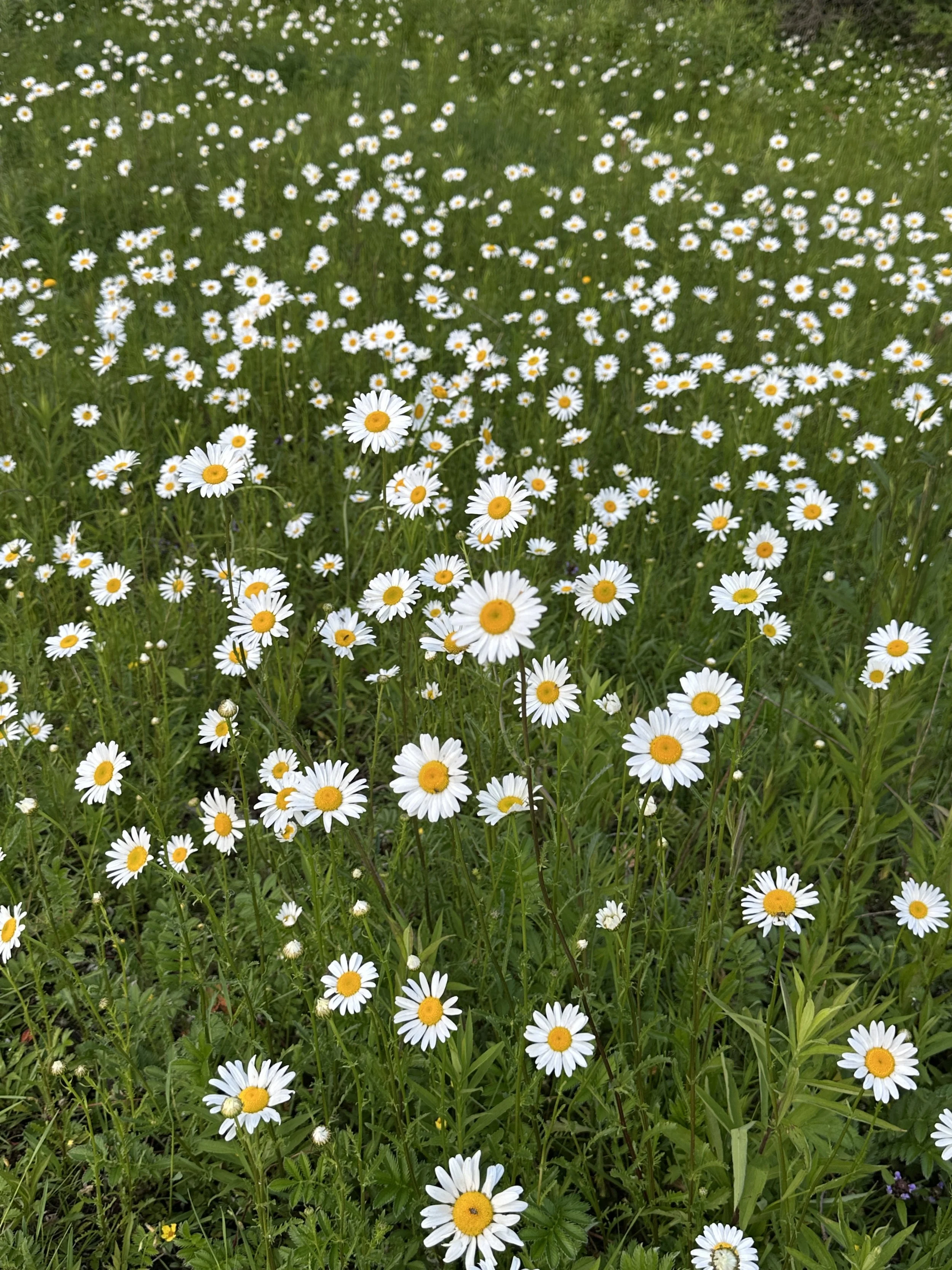 Beautiful daisy field