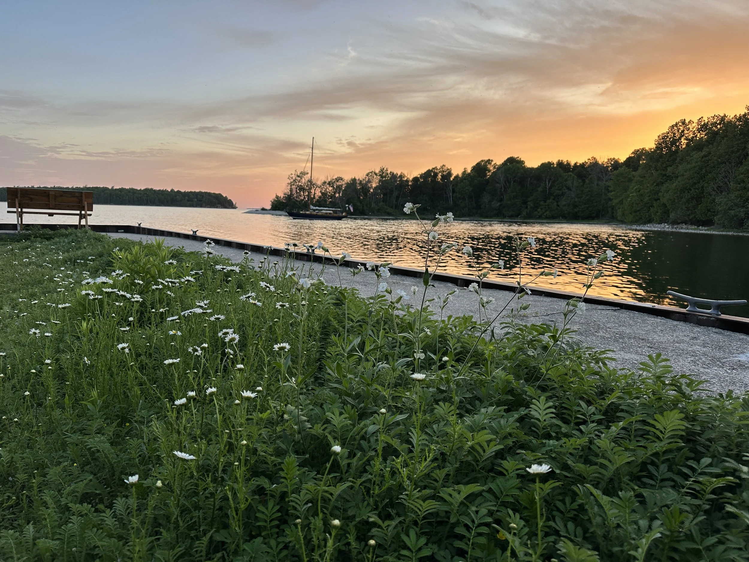 Sunset, Daisies and Ciara