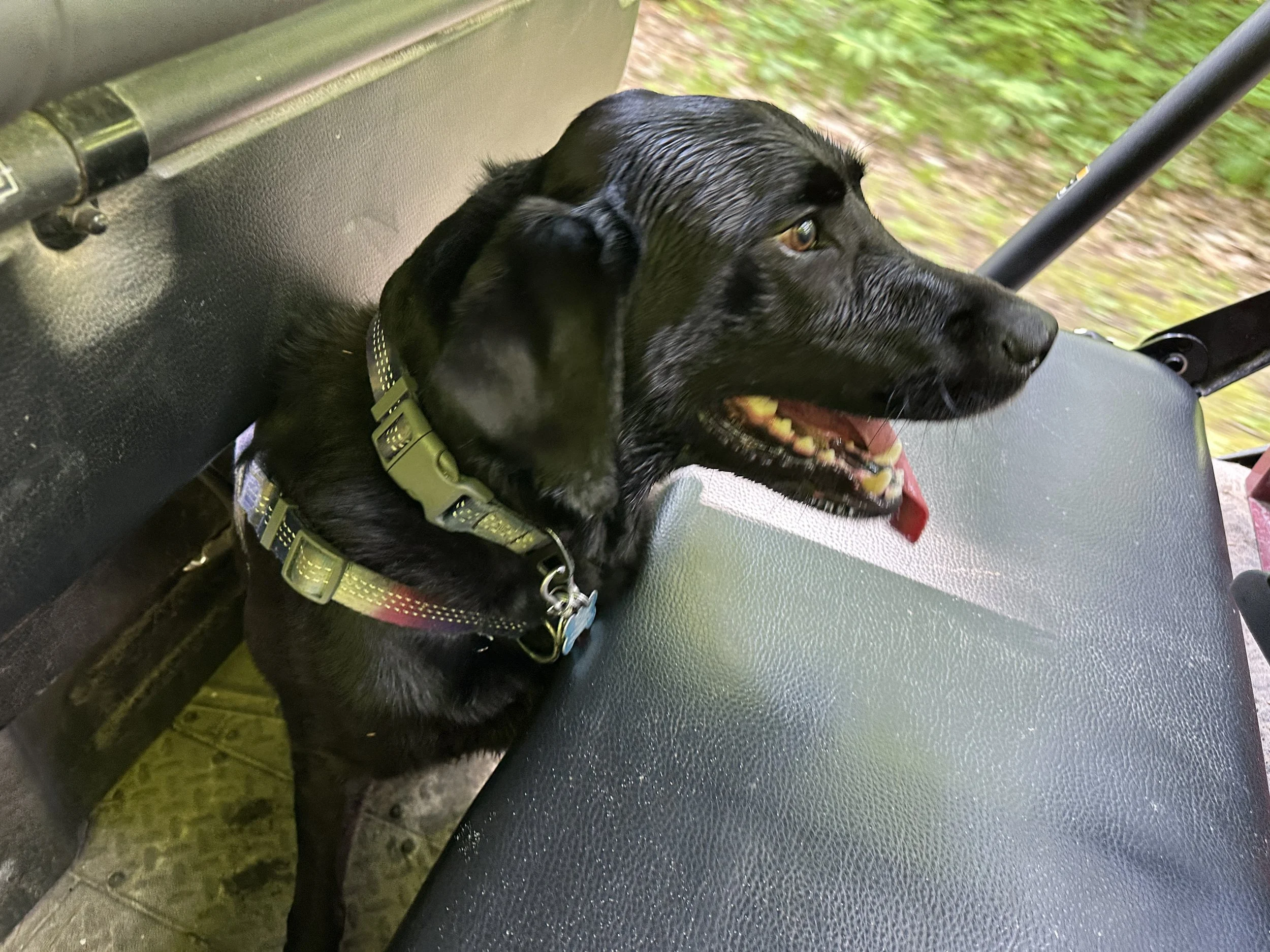 Kona enjoying the side by side on the way back