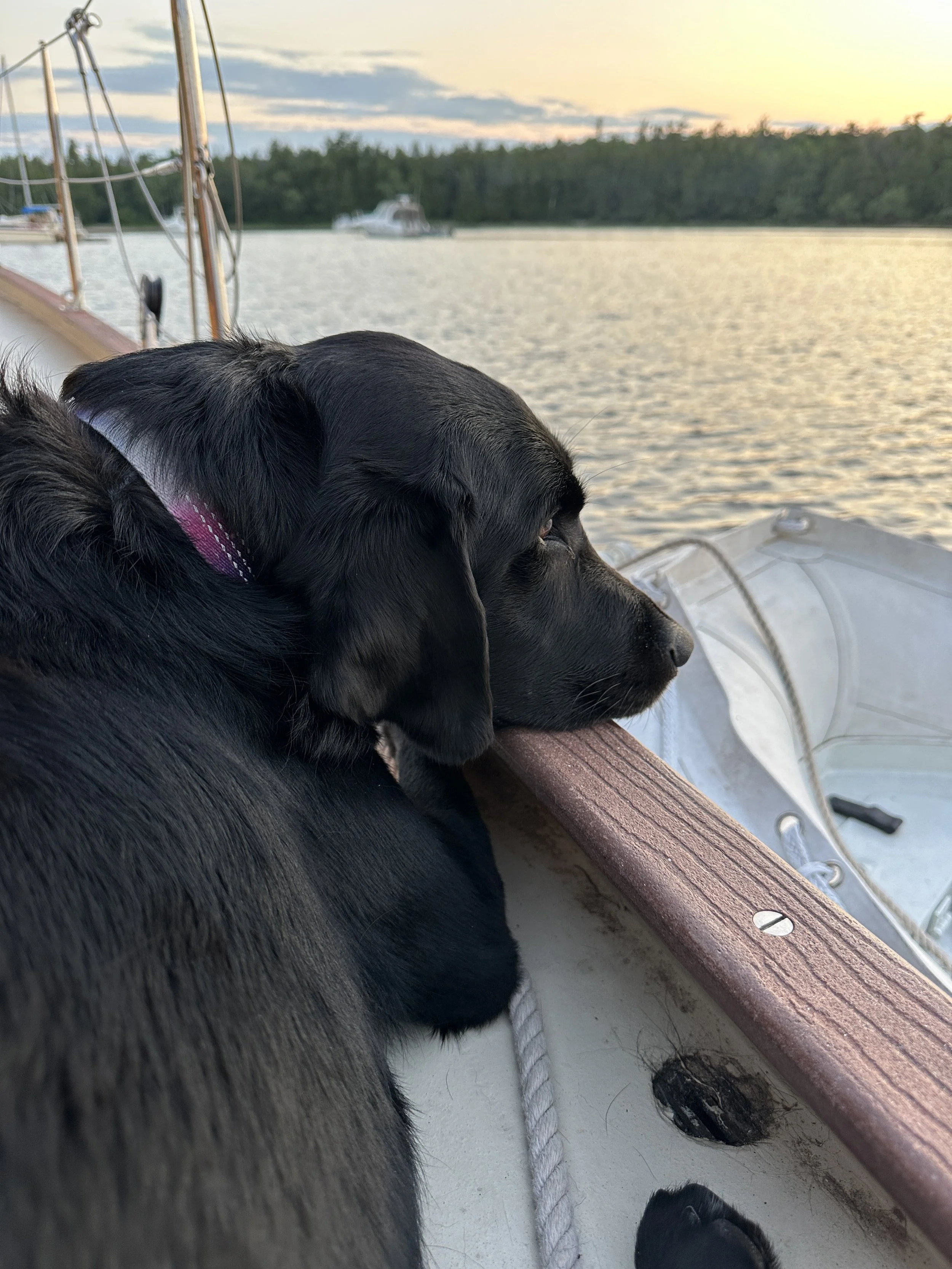 Kona contemplating life and tennis balls