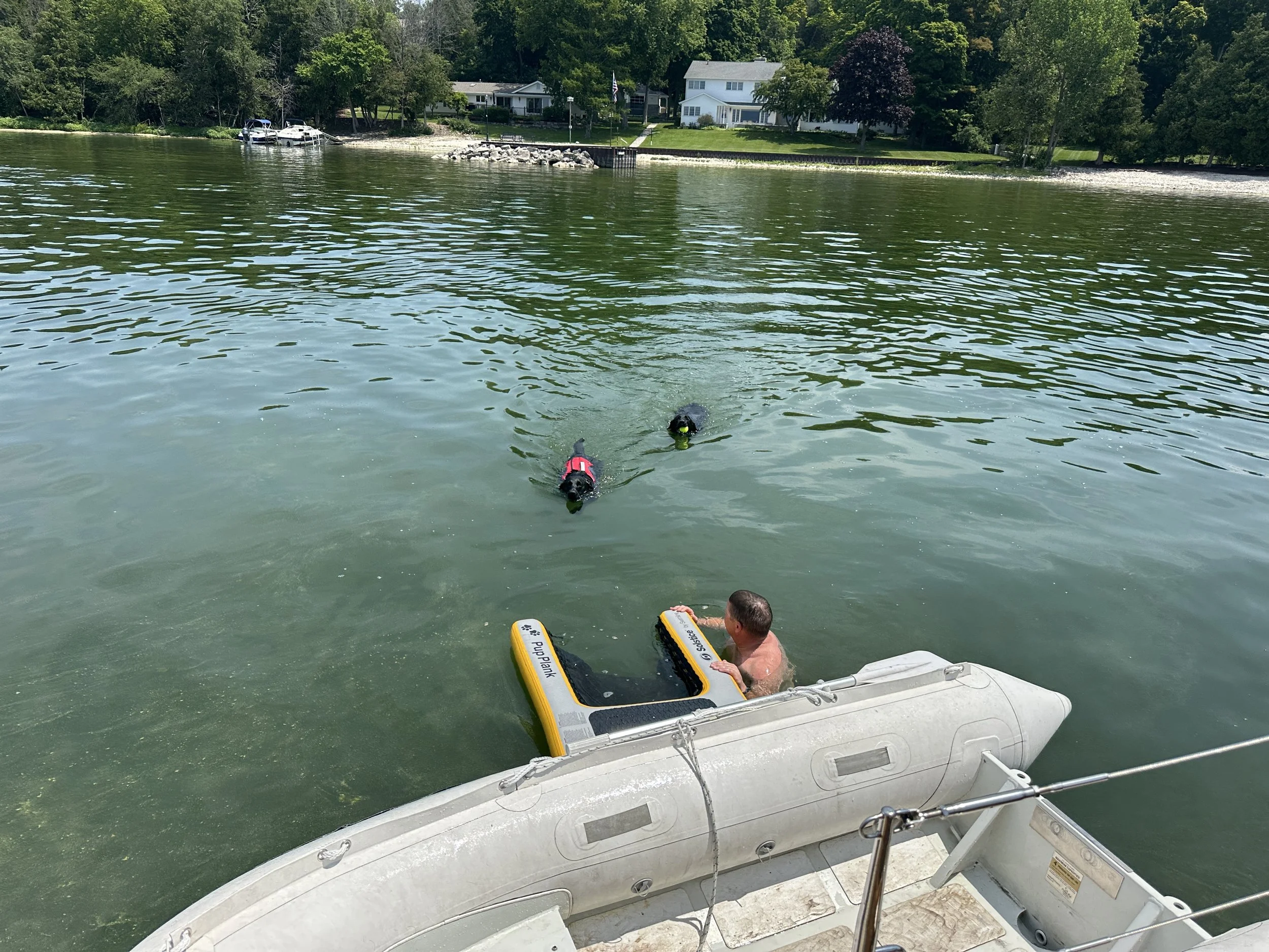 Kona, Dory and Ryan swimming