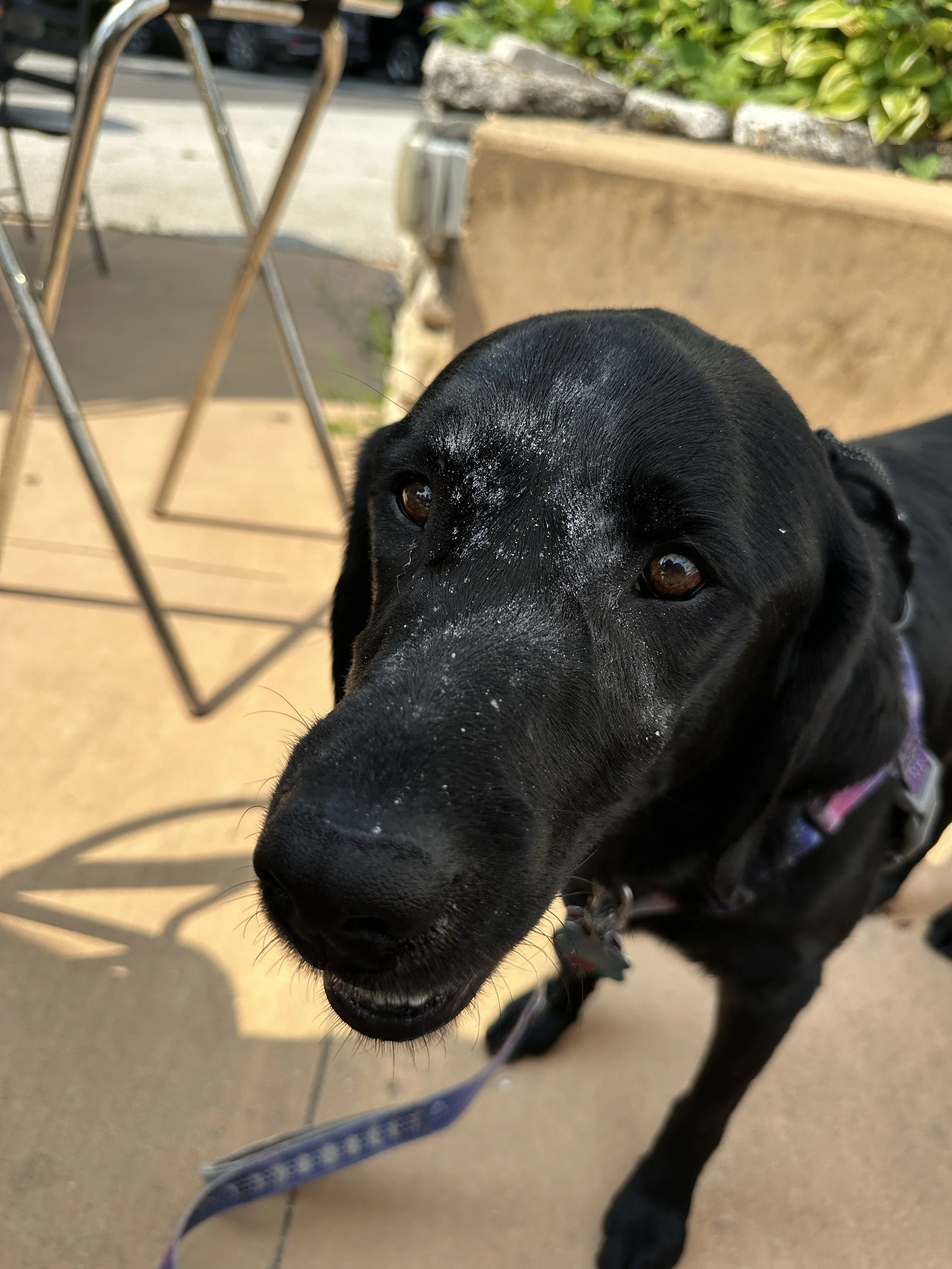 Kona with powdered sugared nose