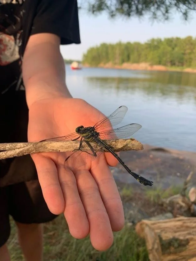 Cory found an injured dragon fly
