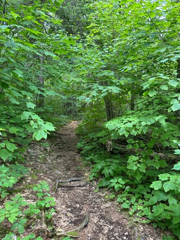 Chikanishing Trail Views