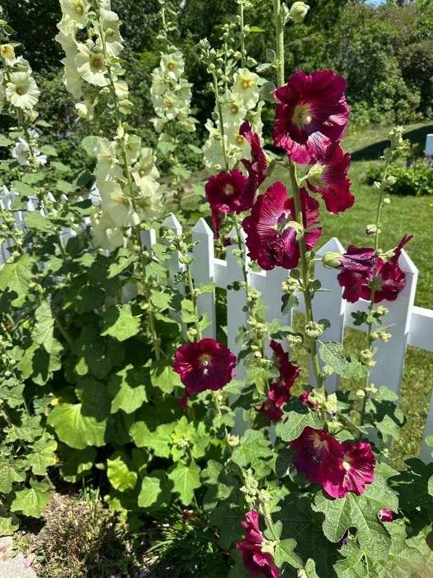 Beautiful flowers on our walk