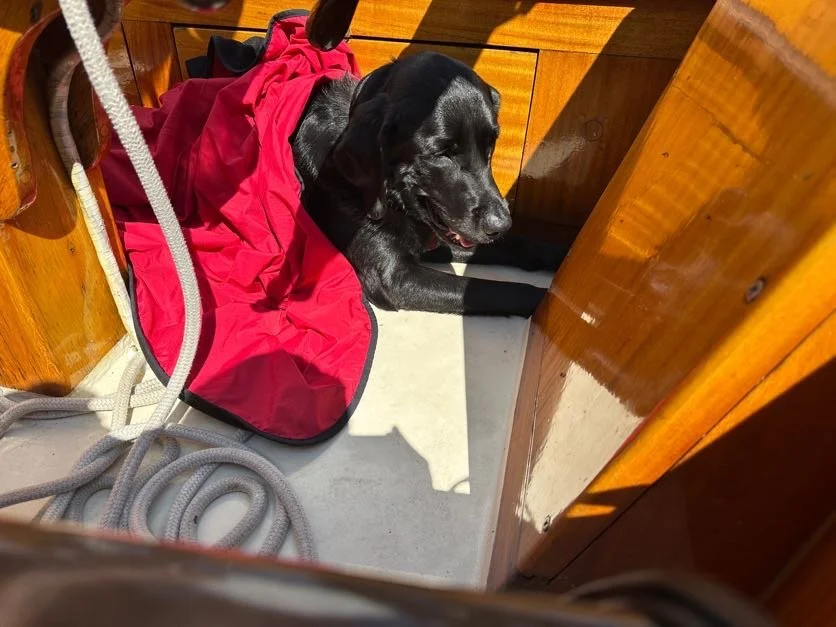 Keeping flies off Kona underway