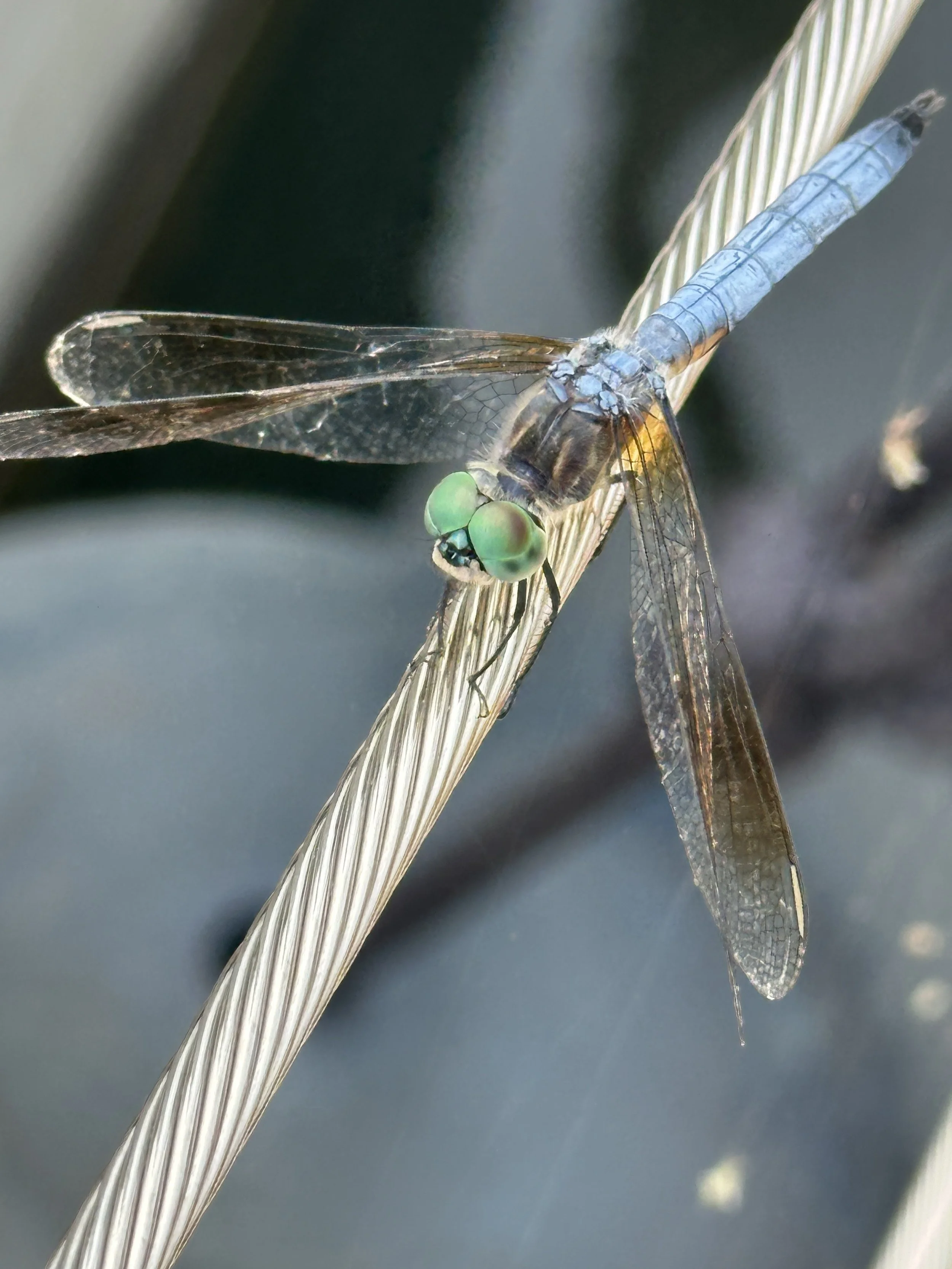 Really good dragonfly photo on our boat