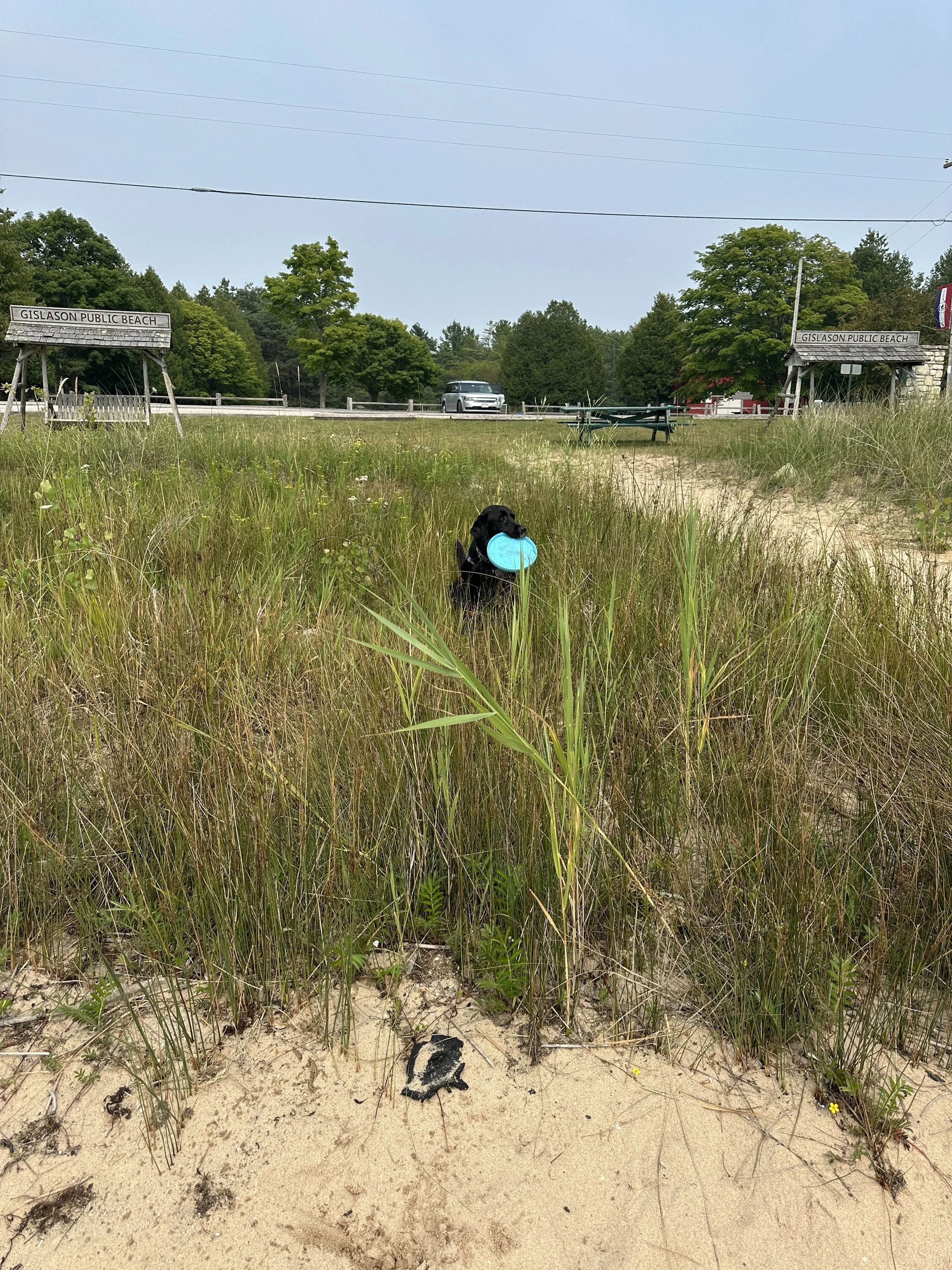 All the pretty places my doggy does her business