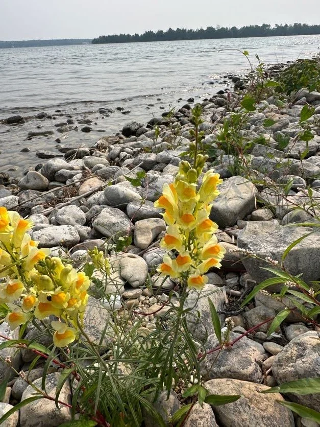 Pretty shore flowers