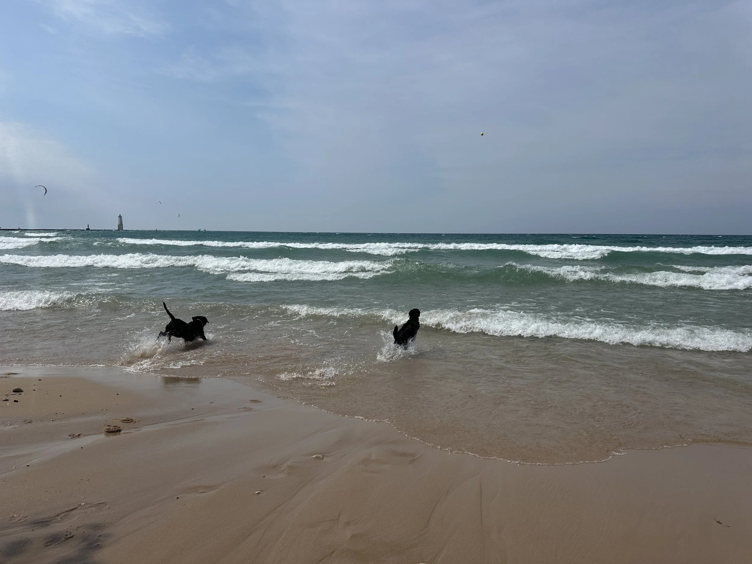 Kona and friend enjoying the surf