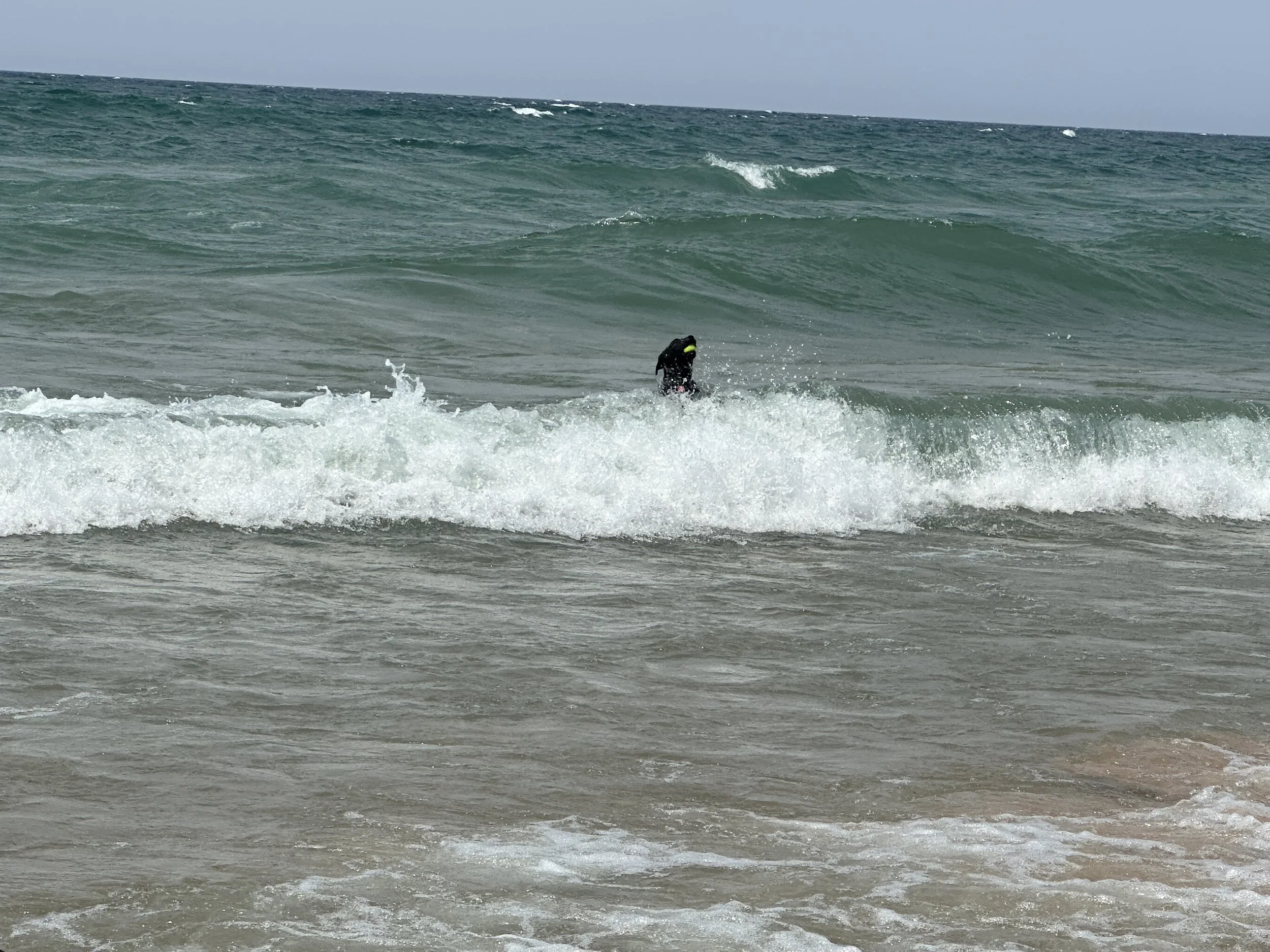 Kona enjoying the surf