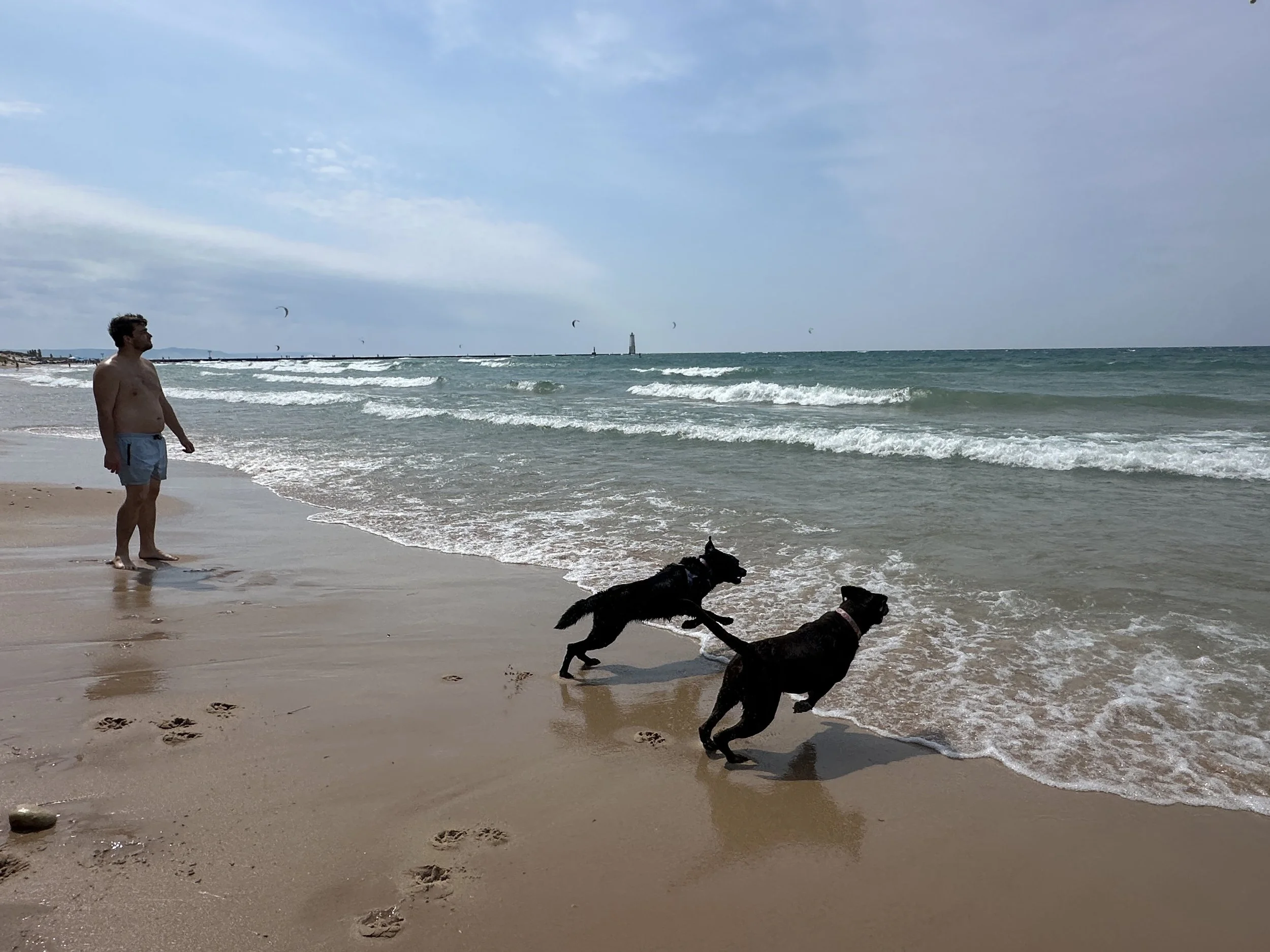 Crazy fetching dogs