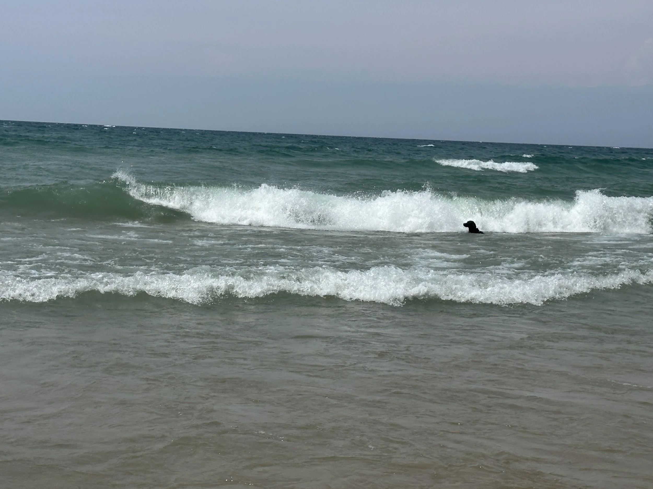 Kona trying to get to her ball in the surf