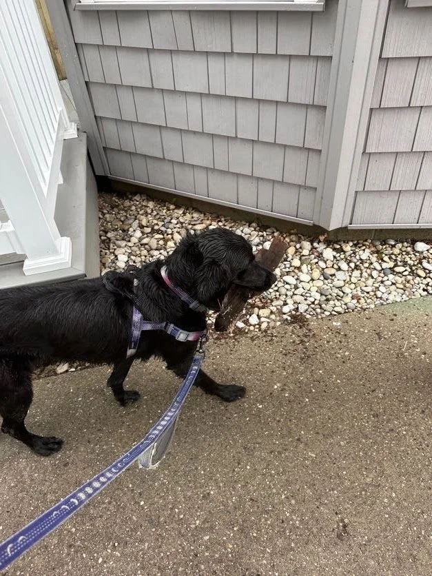 Proud Kona with her stick