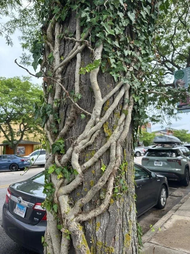 Really cool vines climbing a tree at "breakfast"