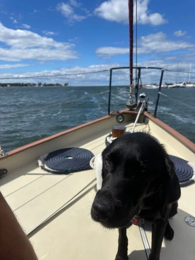 Kona trying to enjoy the windy deck