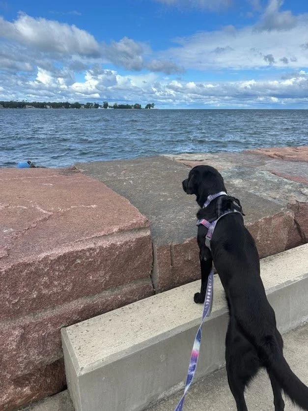Kona looking out to sea