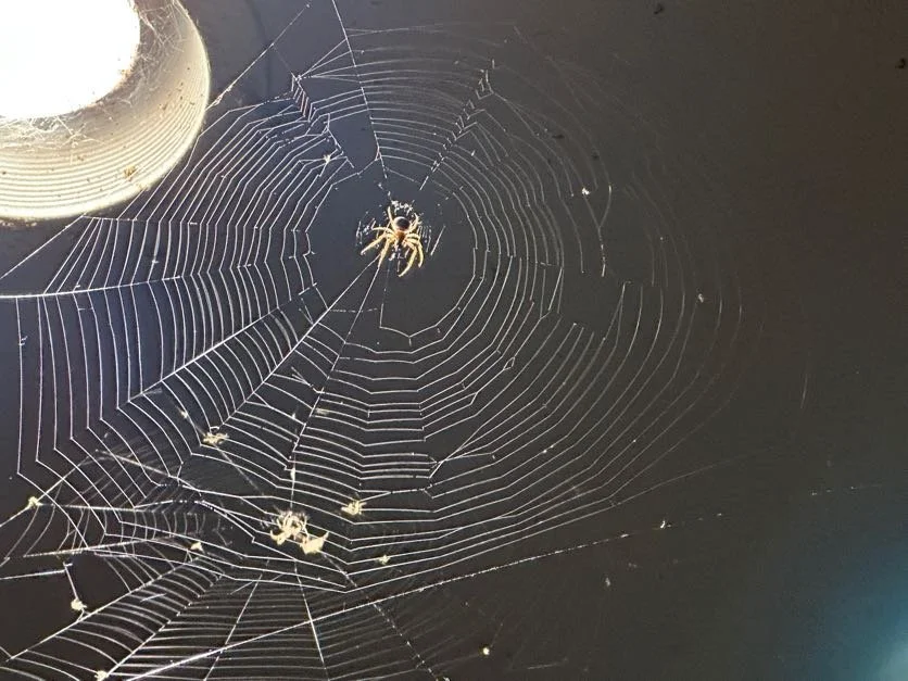 Admiring the spiders good works at the public bathrooms