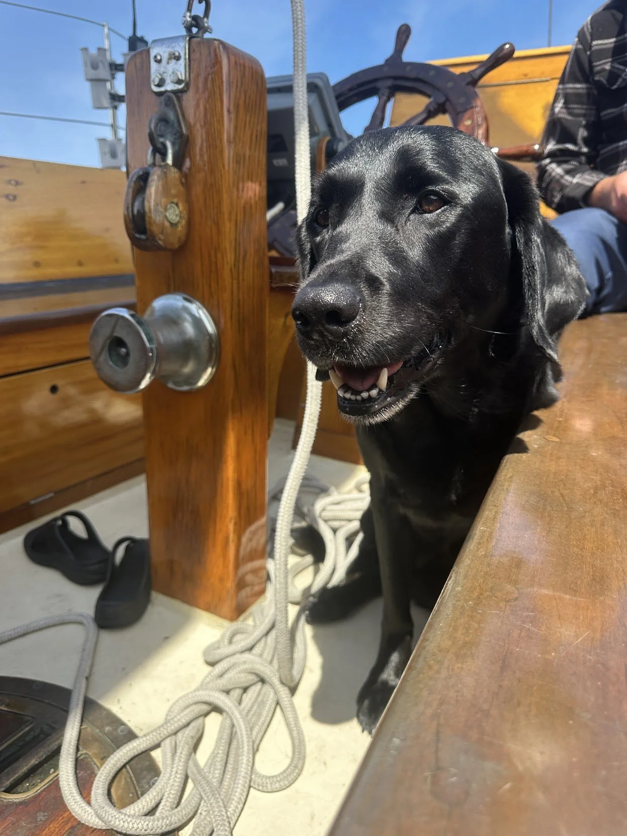 Kona soaking in the sail
