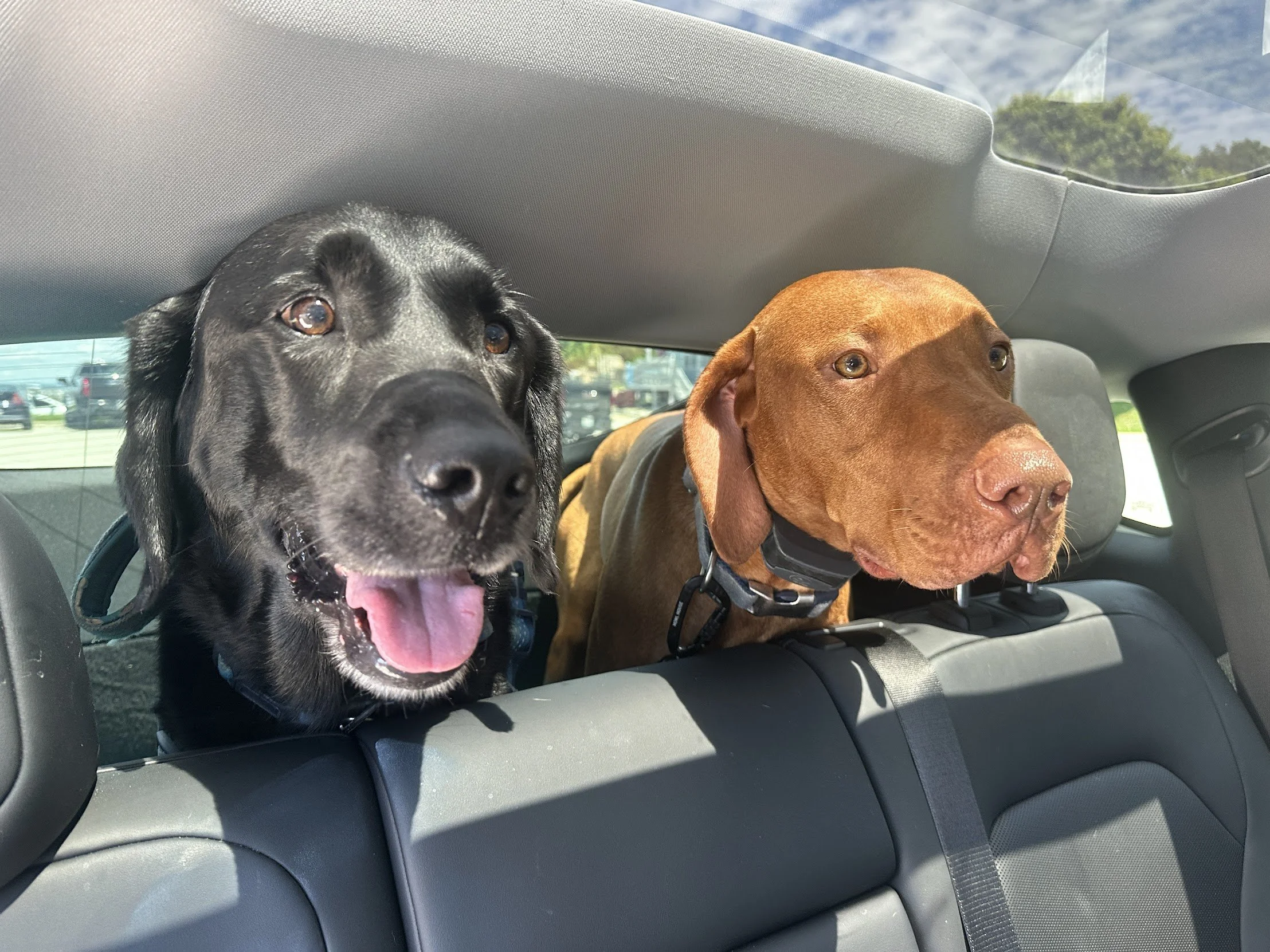 It’s a dog’s world-we just get to live in it