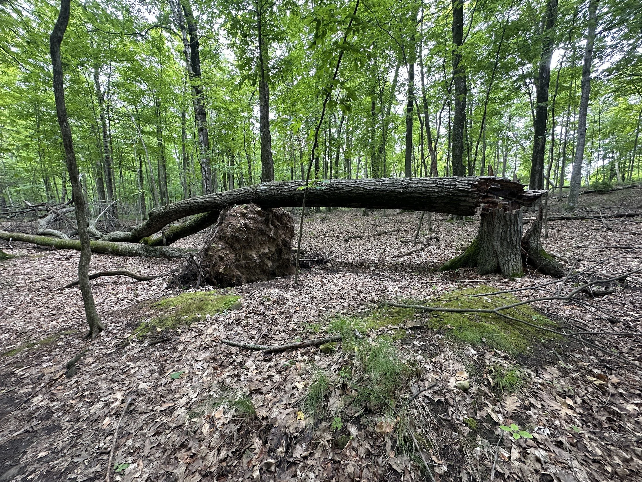 Mindful hiking