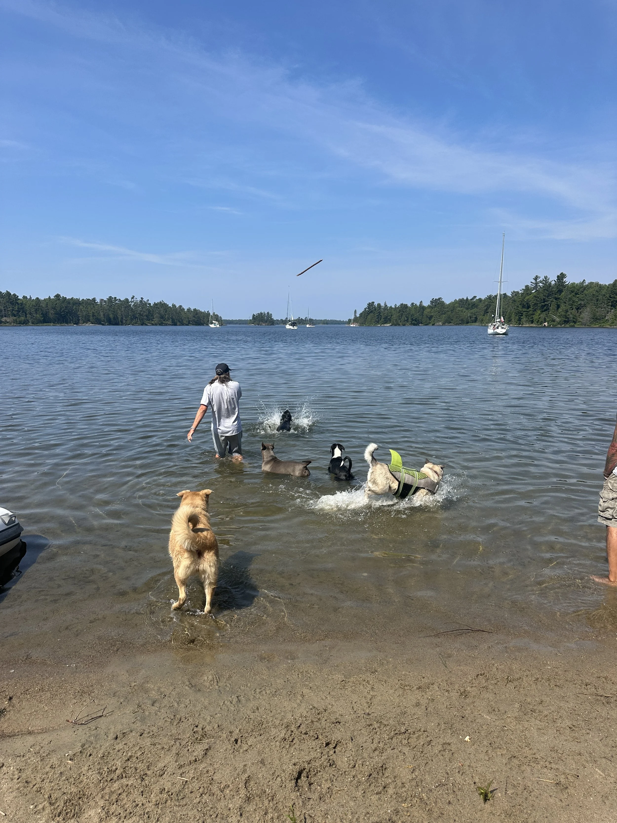Dog party on shore