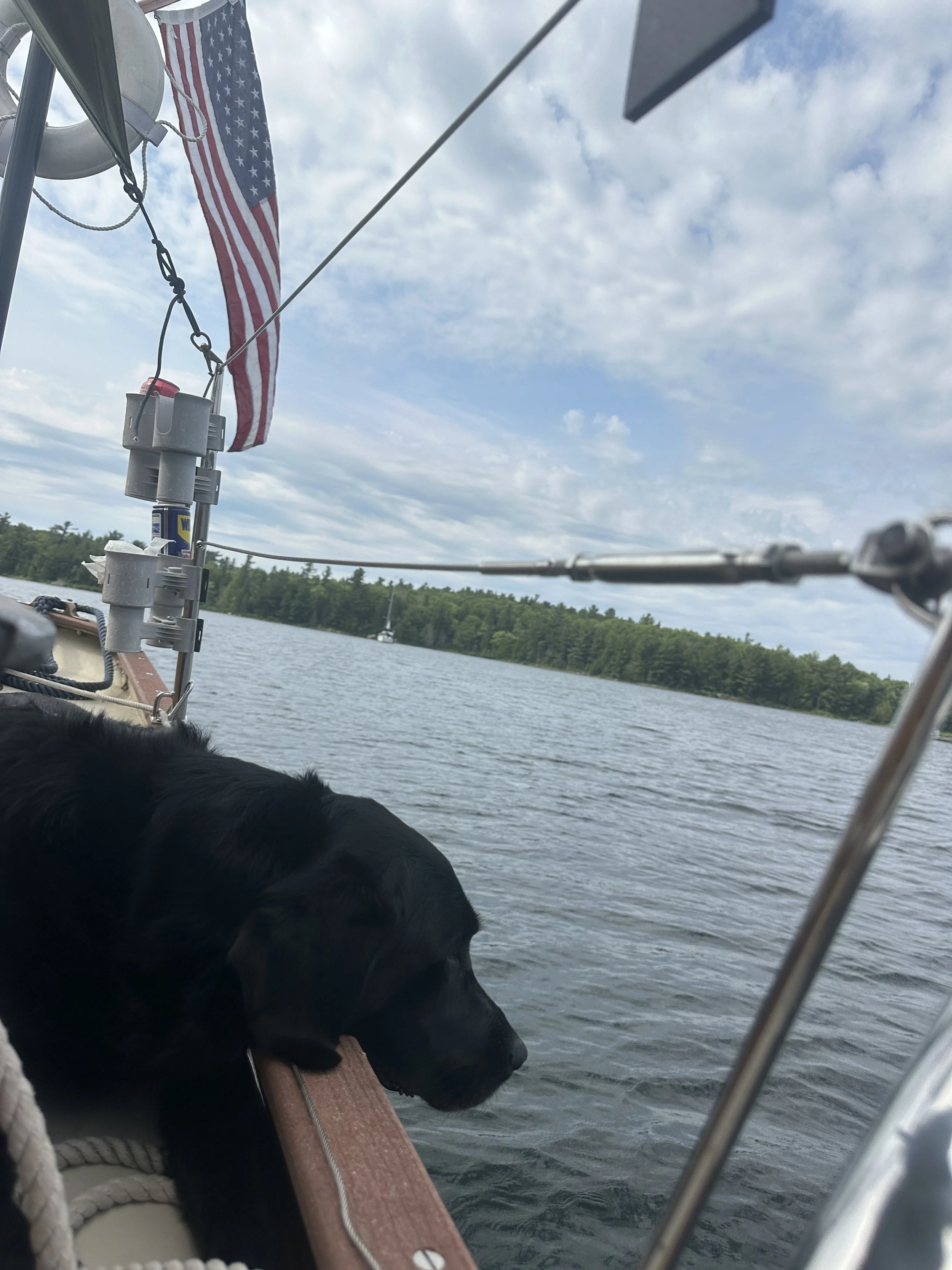 Dog days of summer