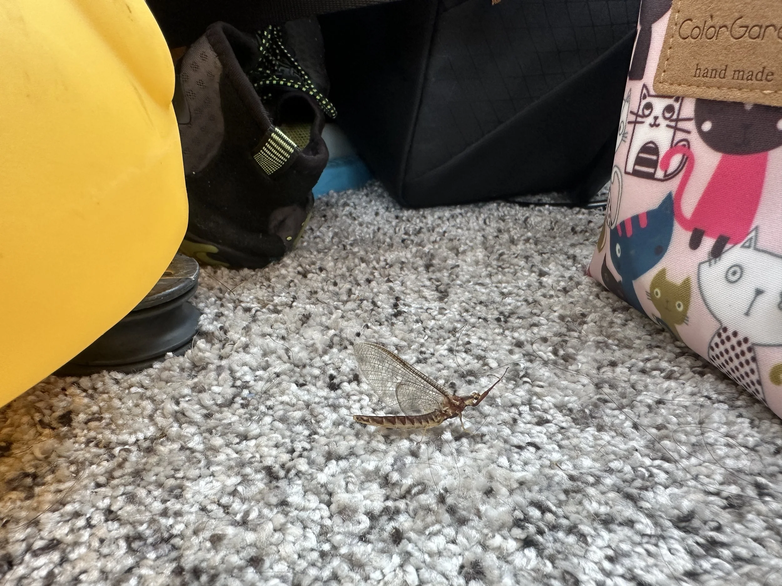 Mayfly moments before I vacuumed him up
