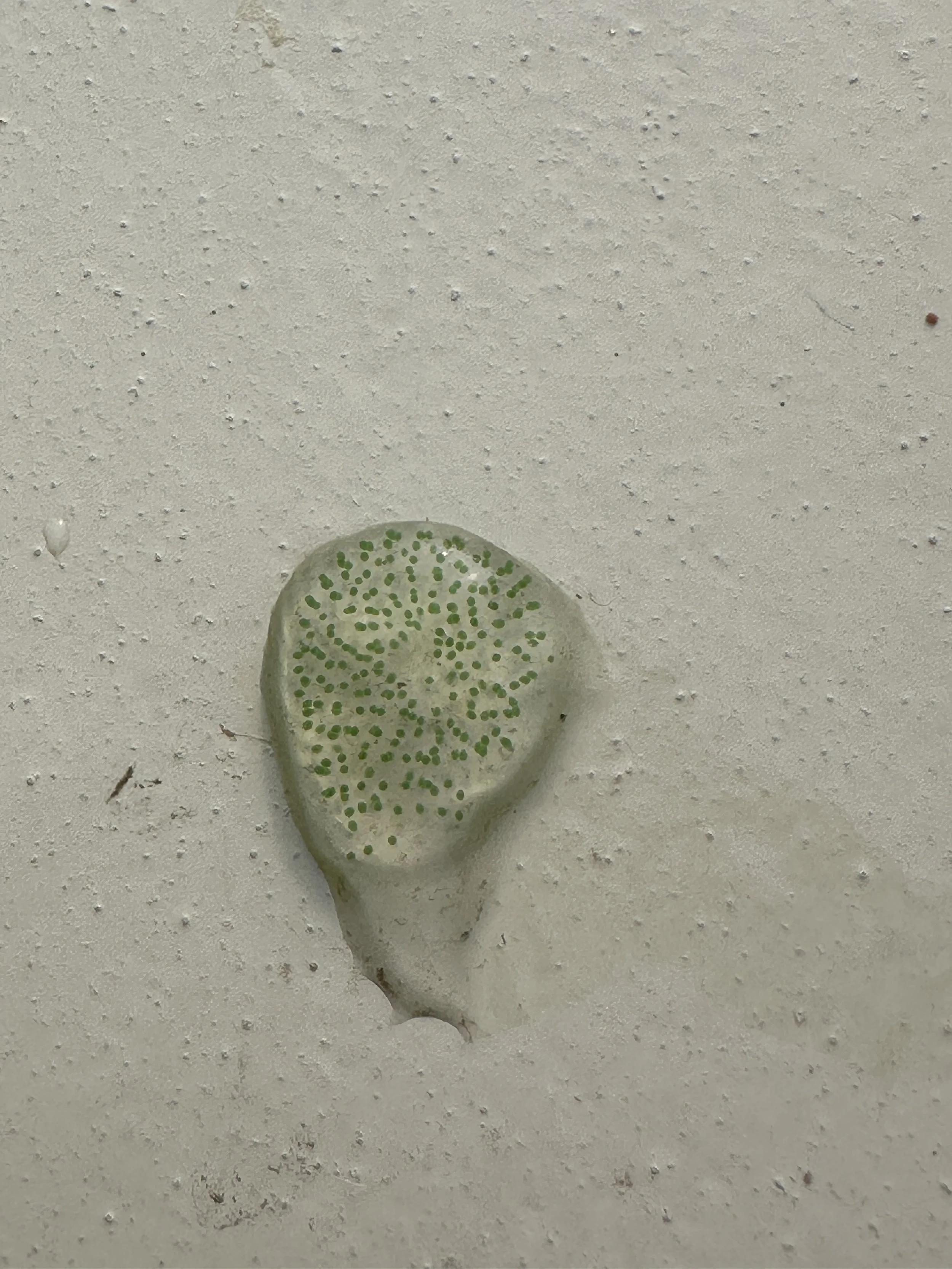 Egg sack on our deck