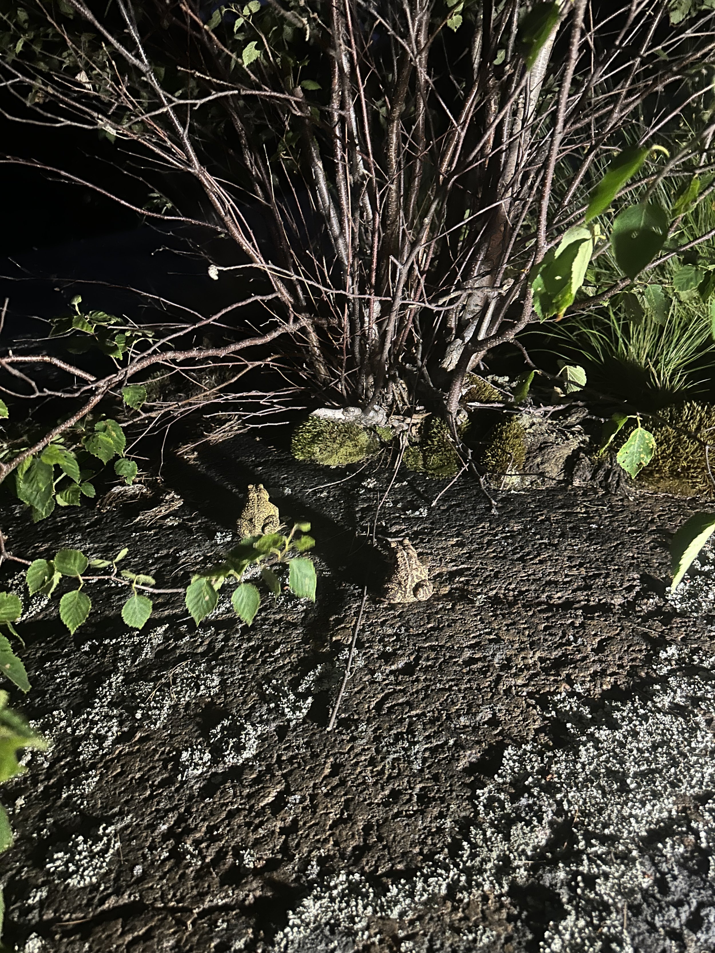 Frogs!