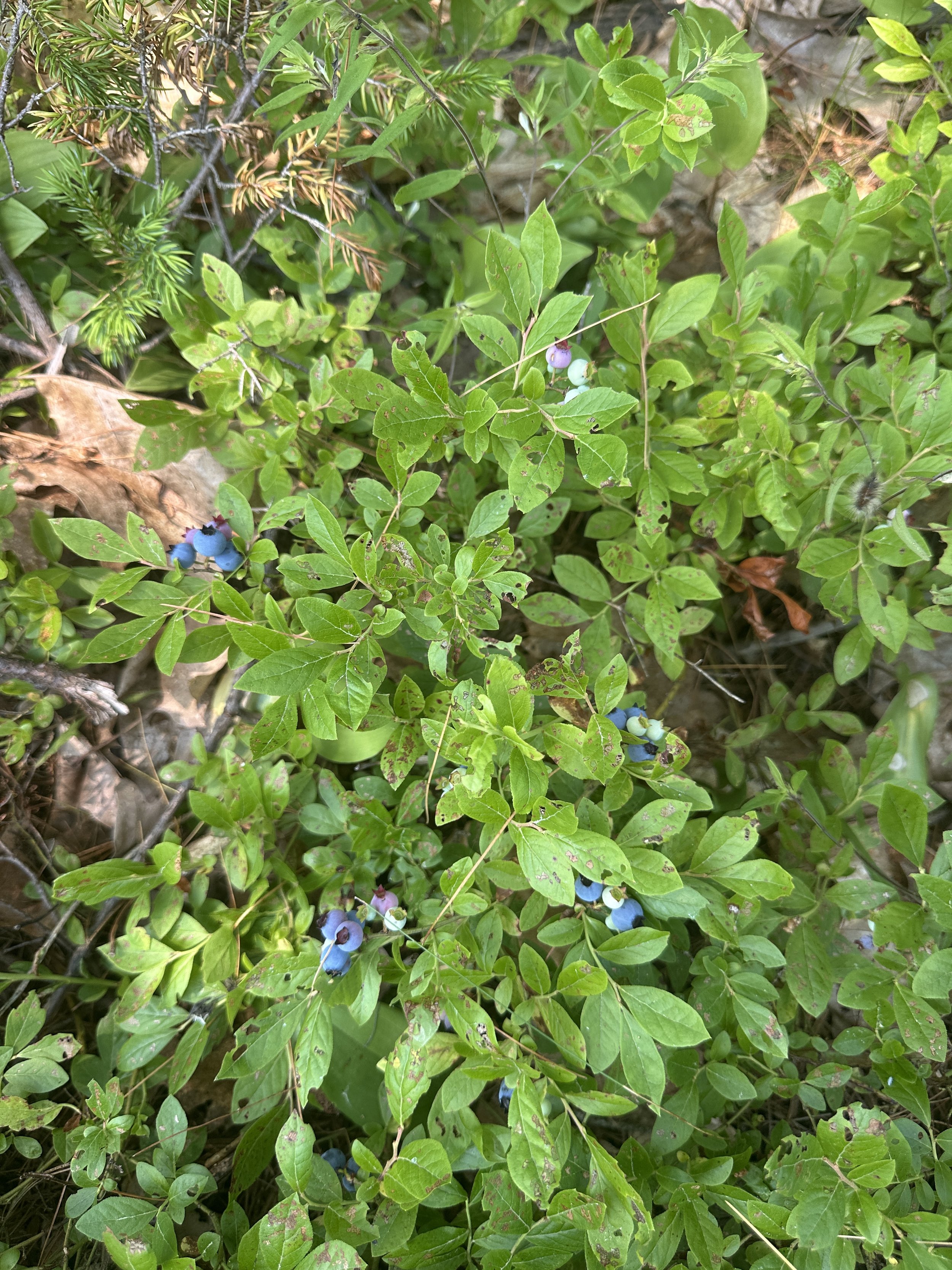 Blueberries!