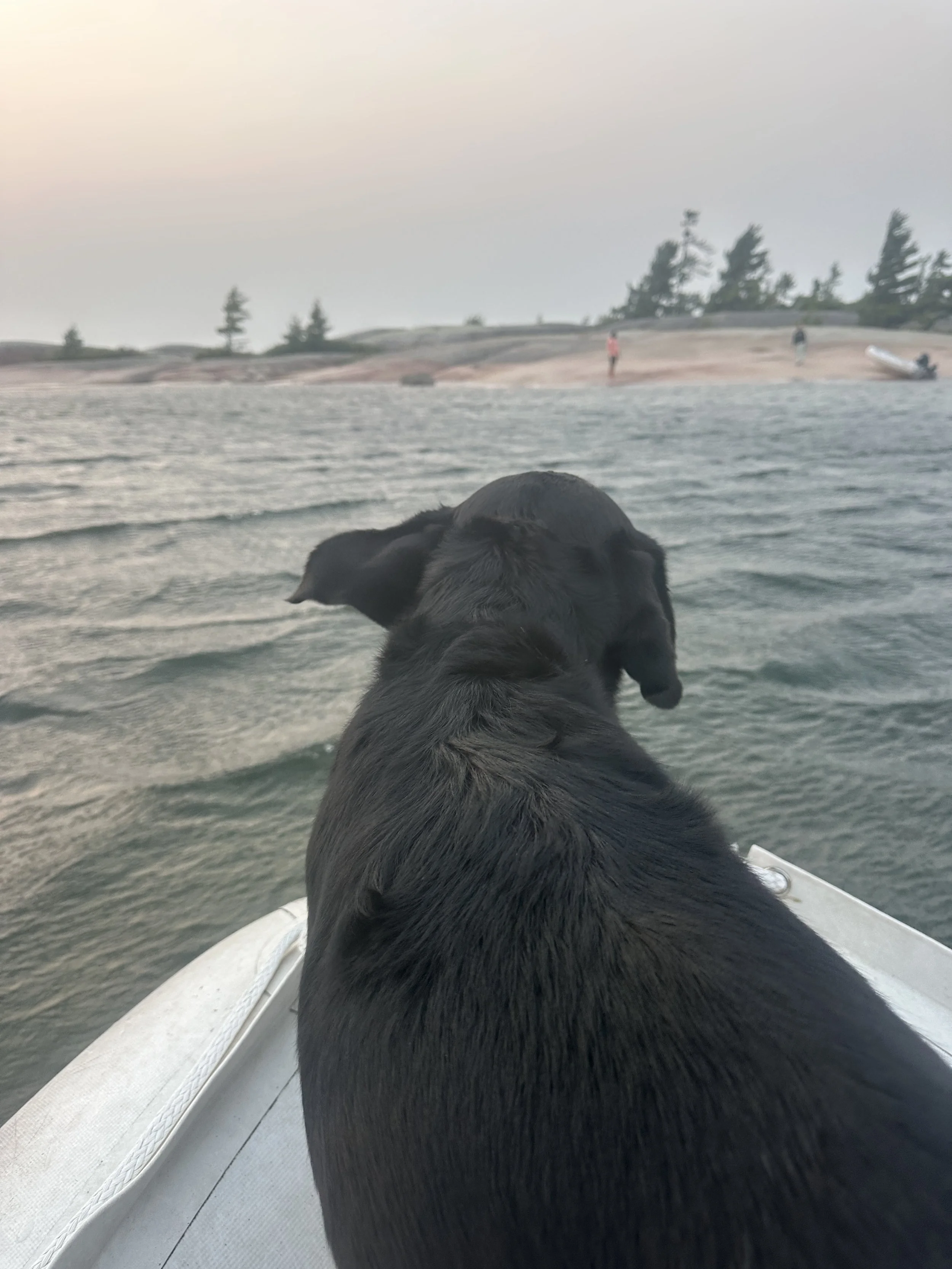 Windy puppy ears