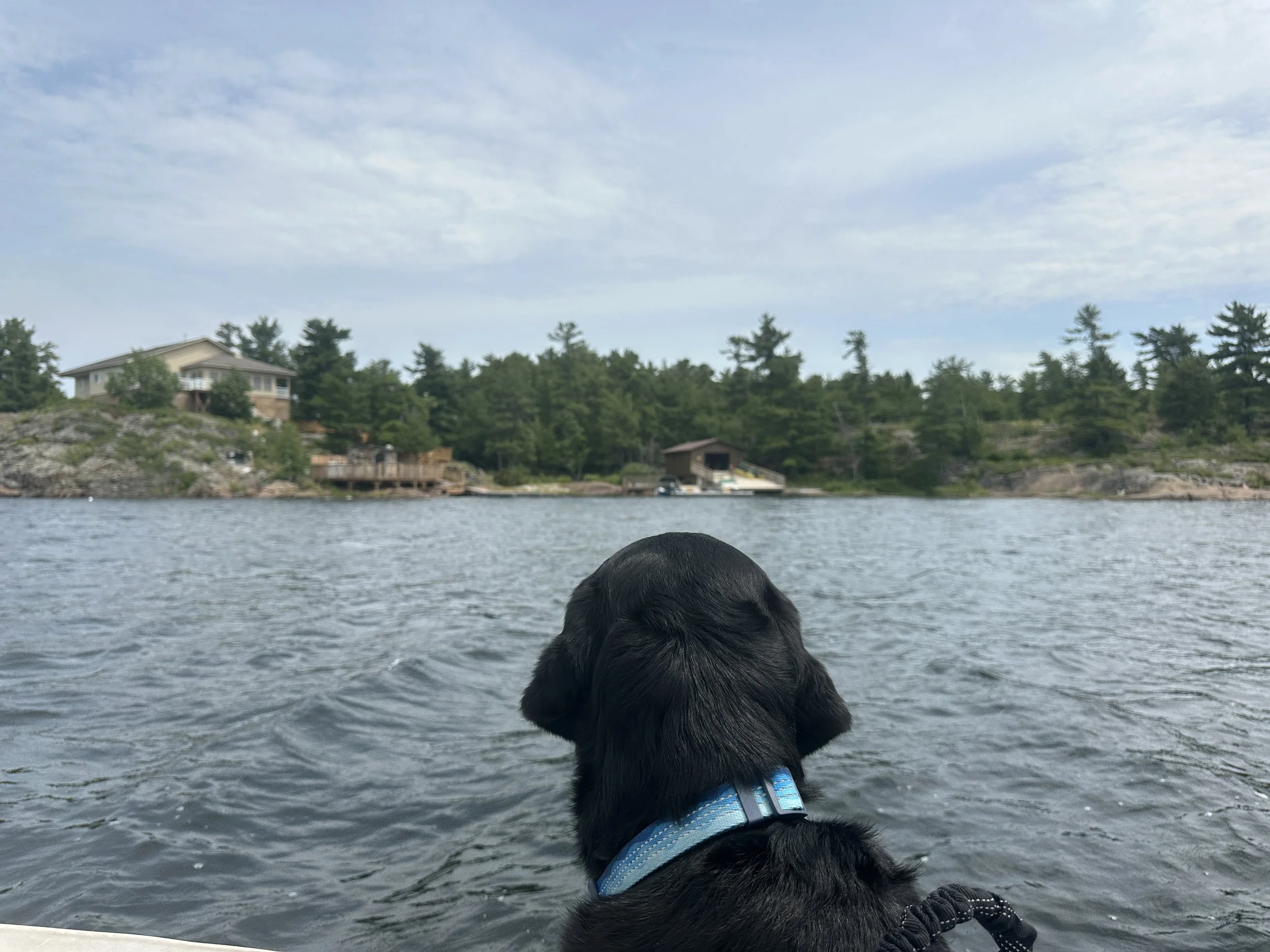 Kona enjoying the ride