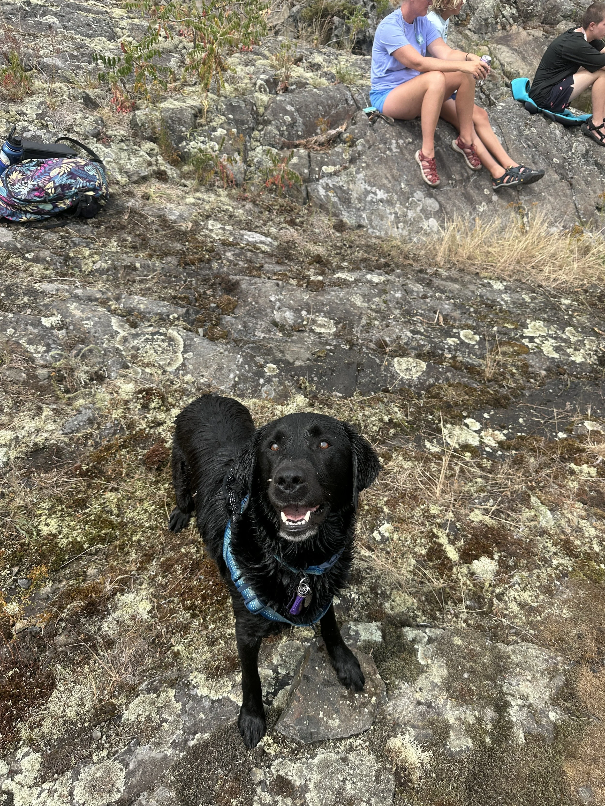 Kona ready to fetch, again