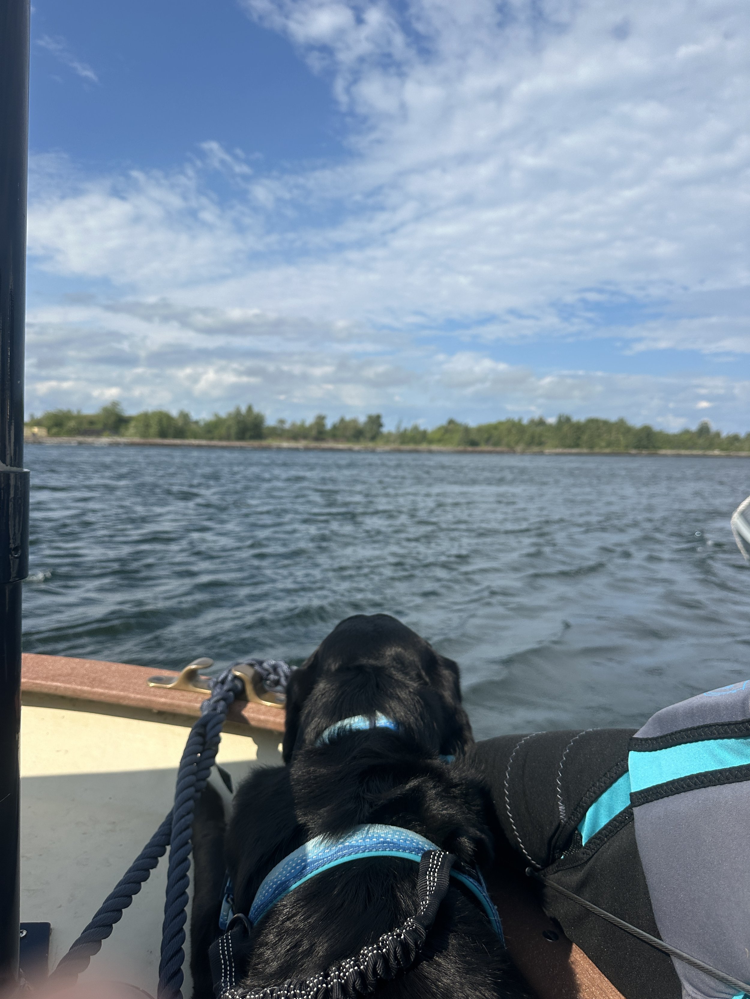 Kona watching the current go by