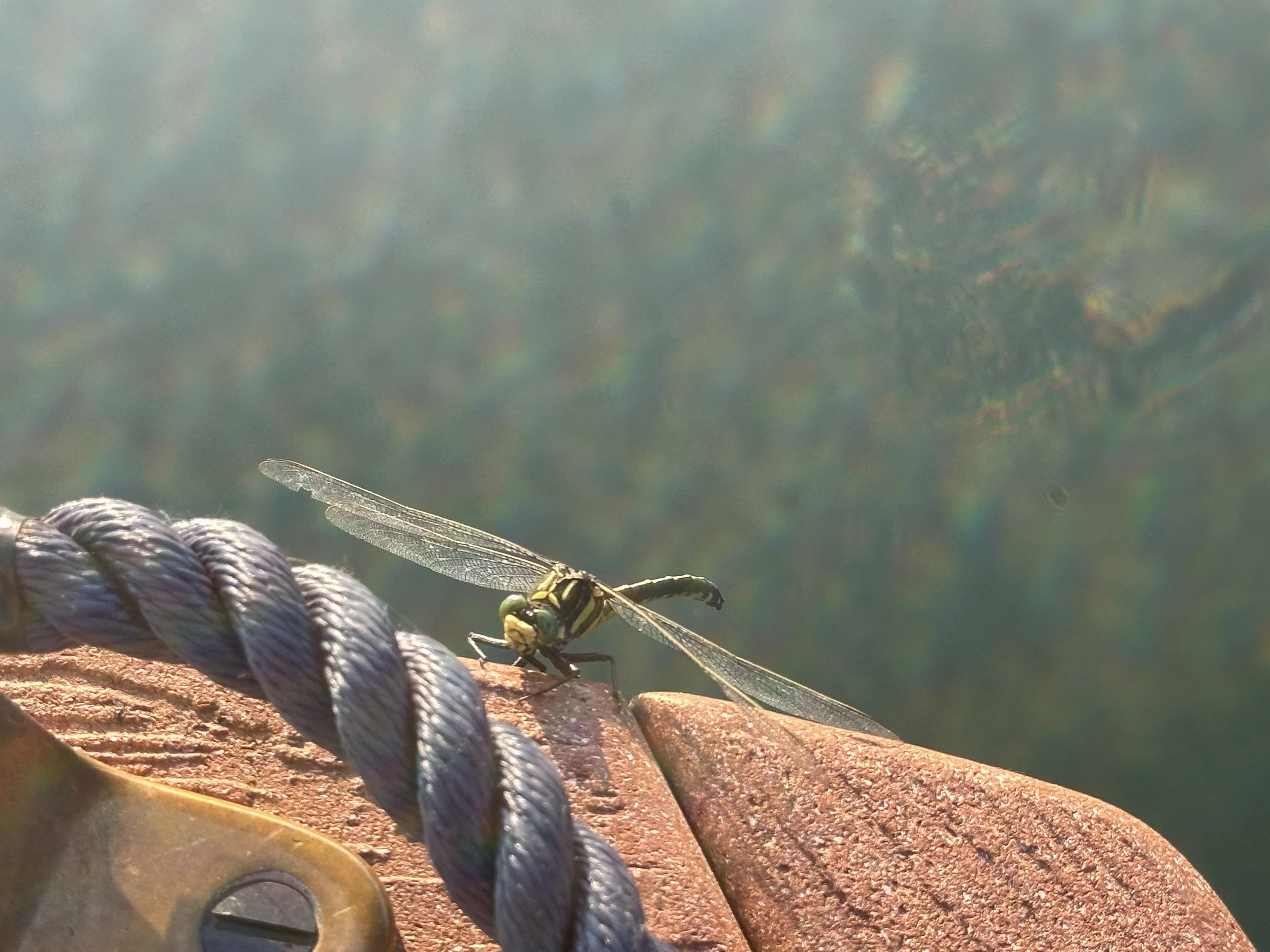Really big dragonfly on Ciara