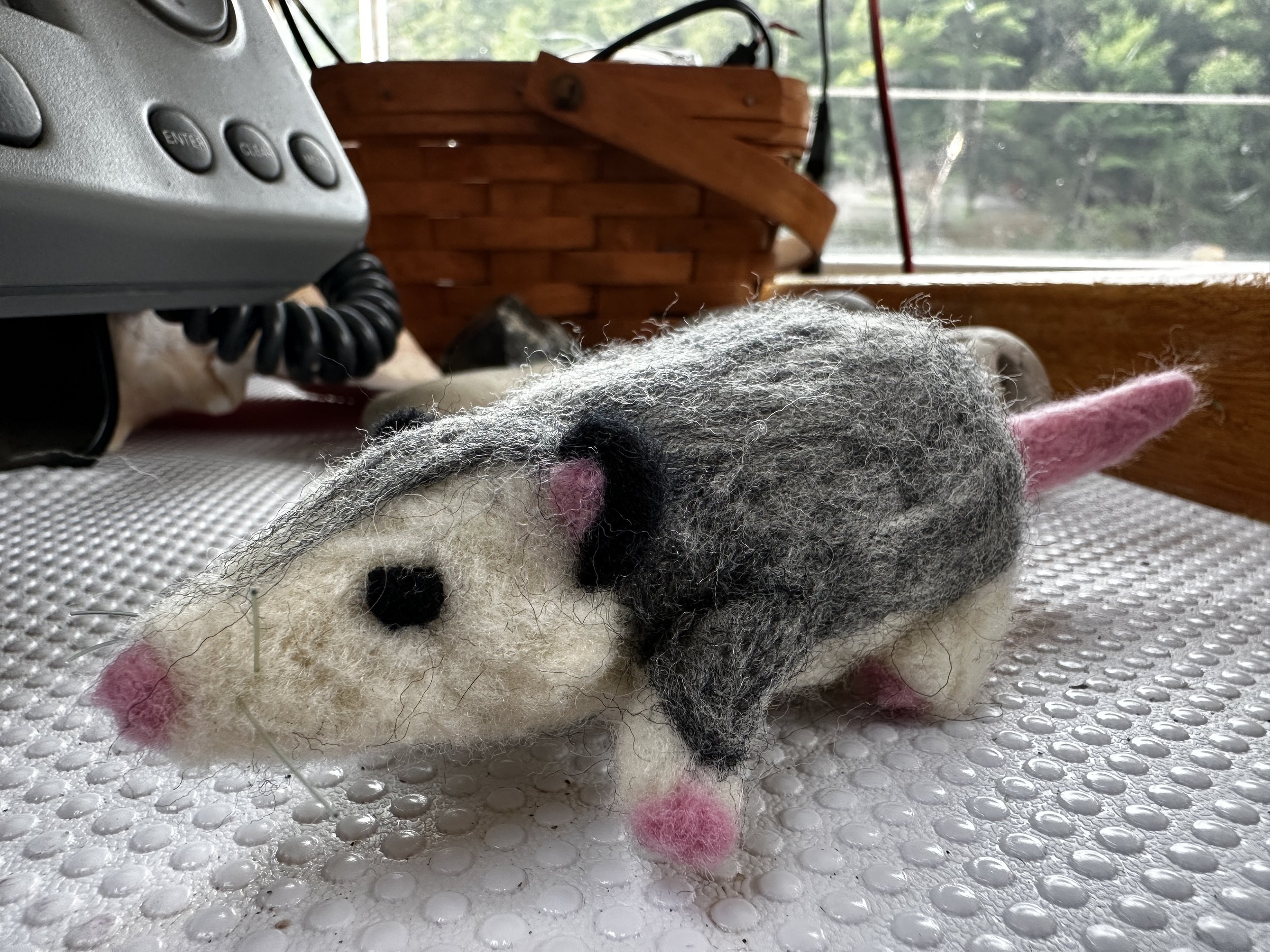 A possum!!