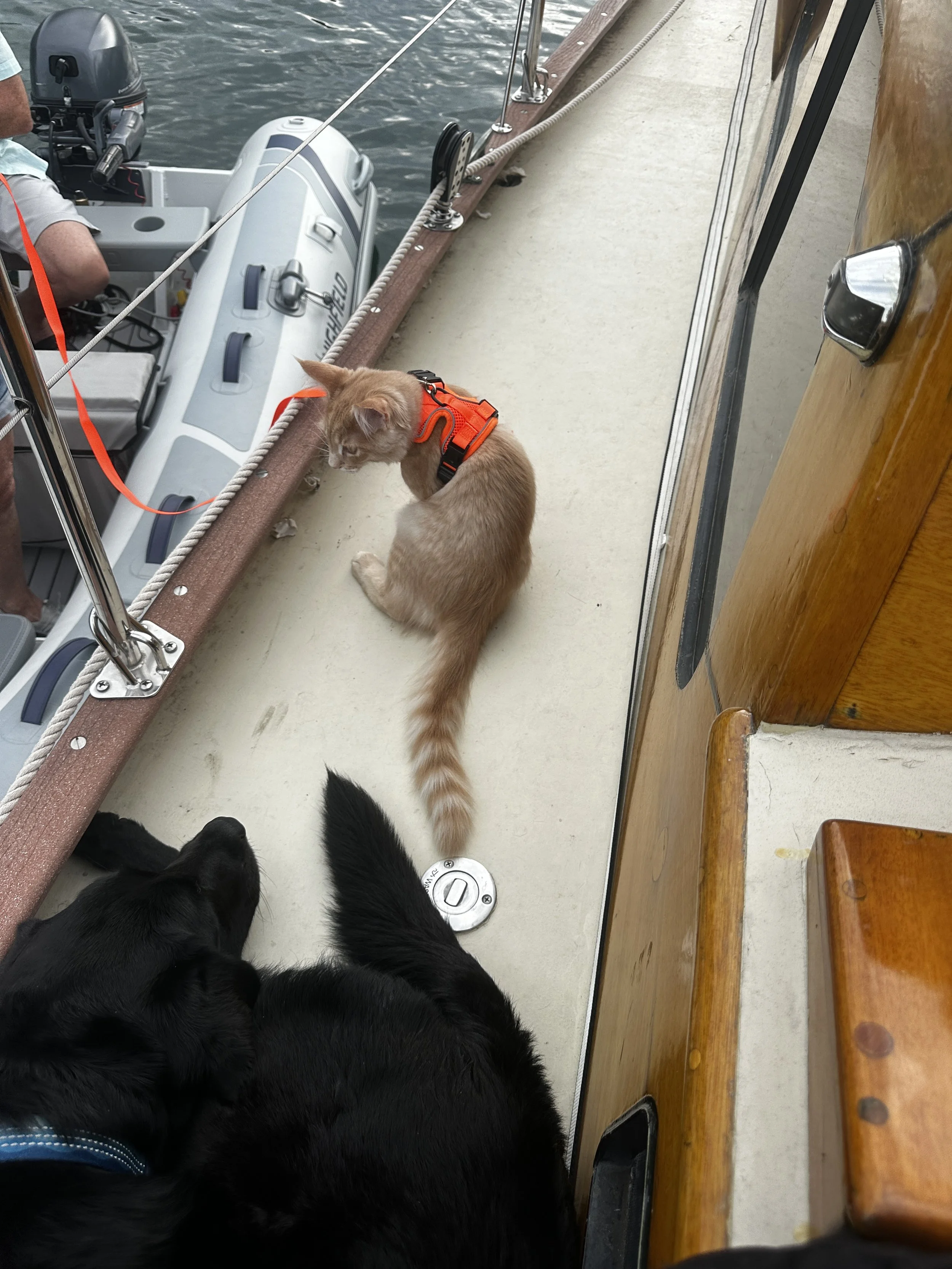 Now I want a boat cat too!