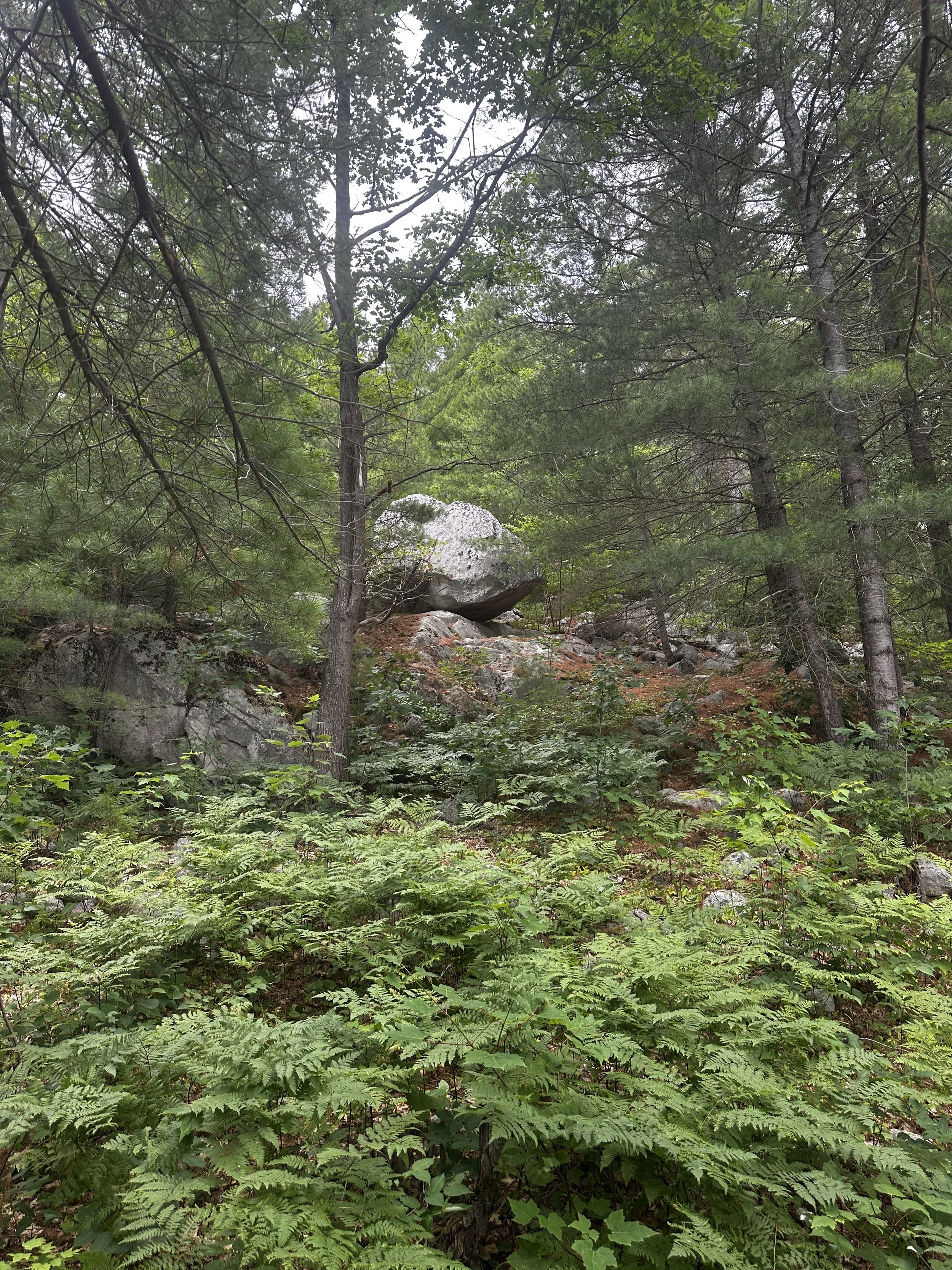Pretty rock where Kona goes potty