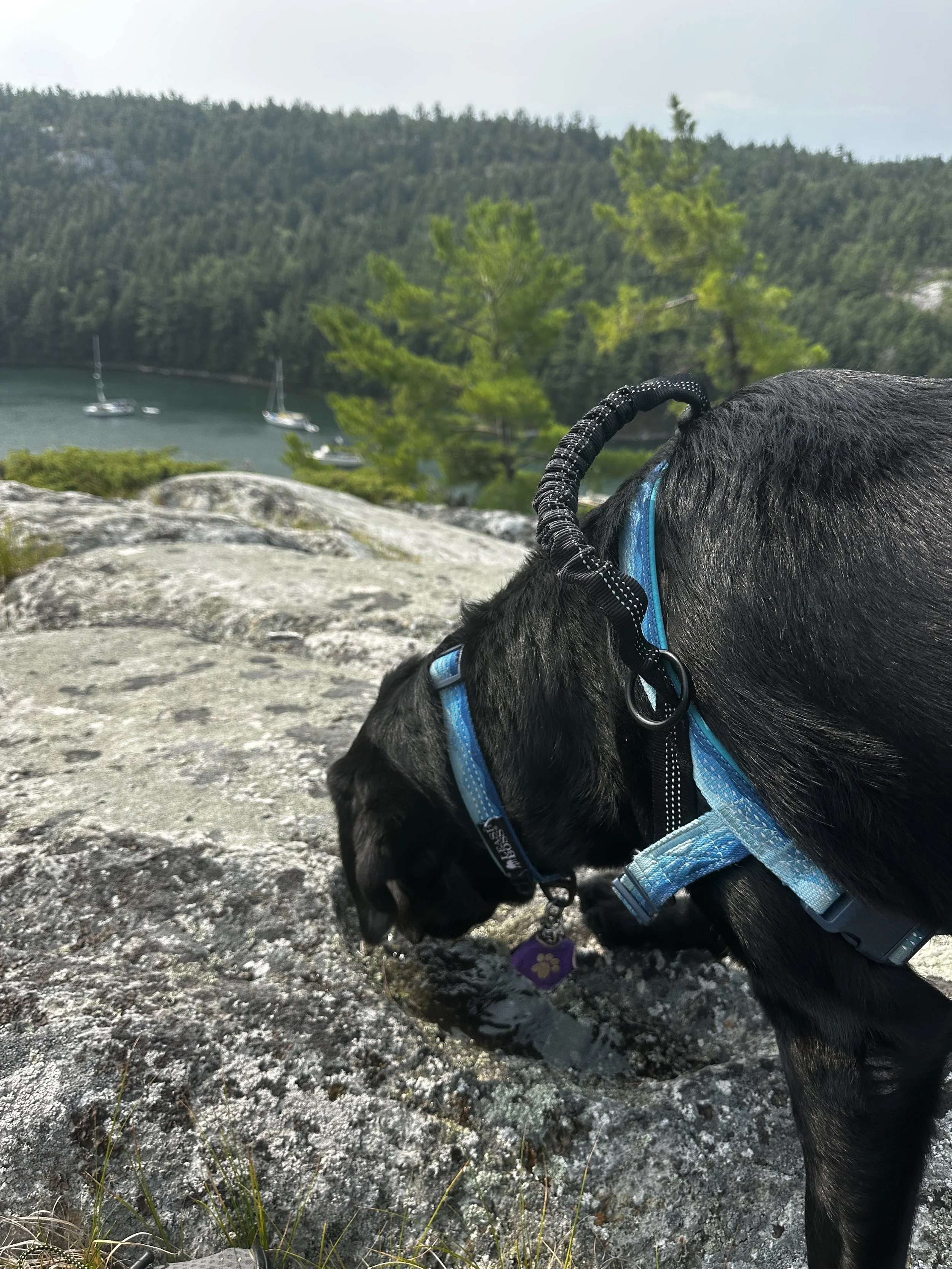Kona's natural water dish