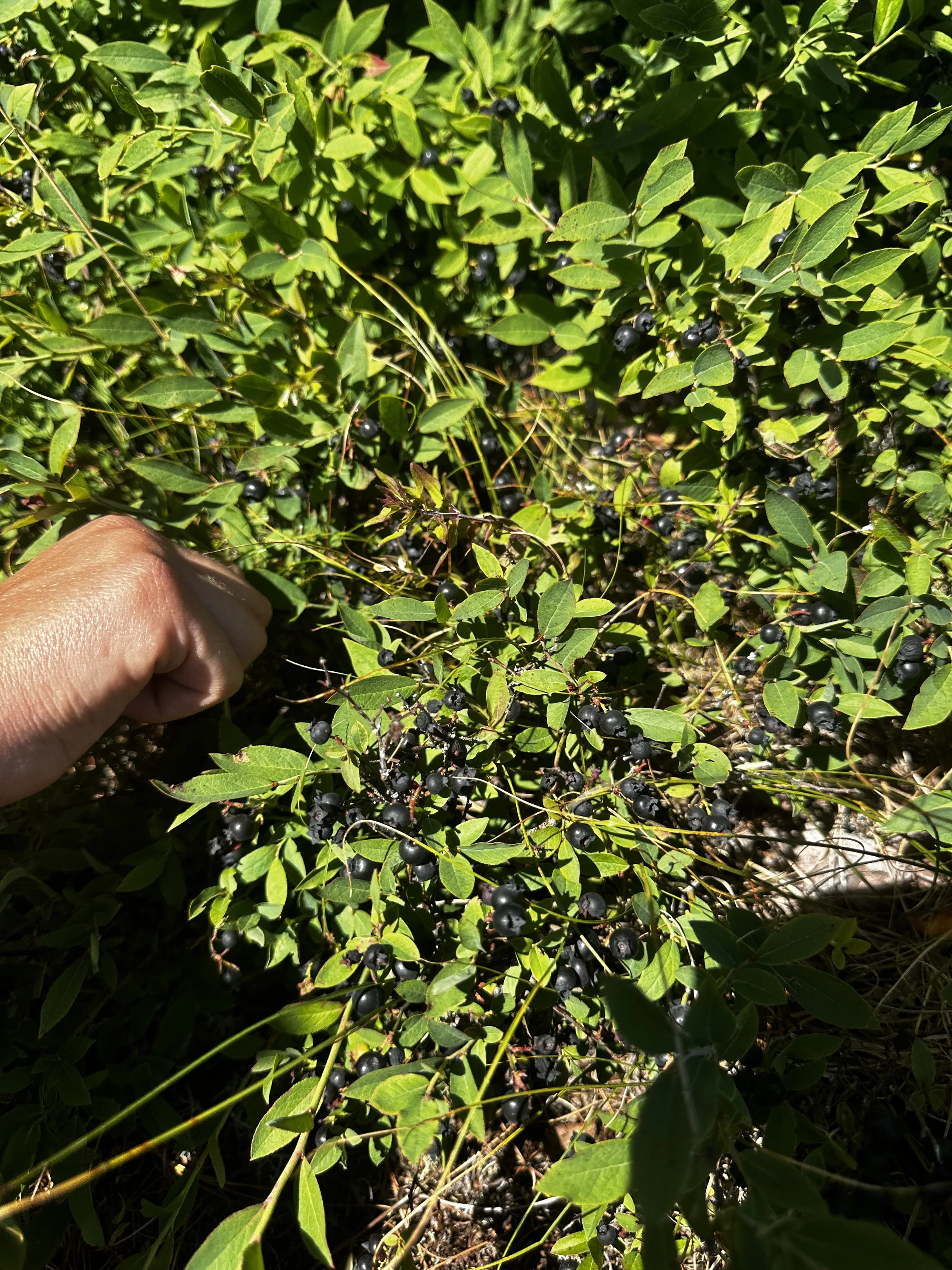 Blueberries!