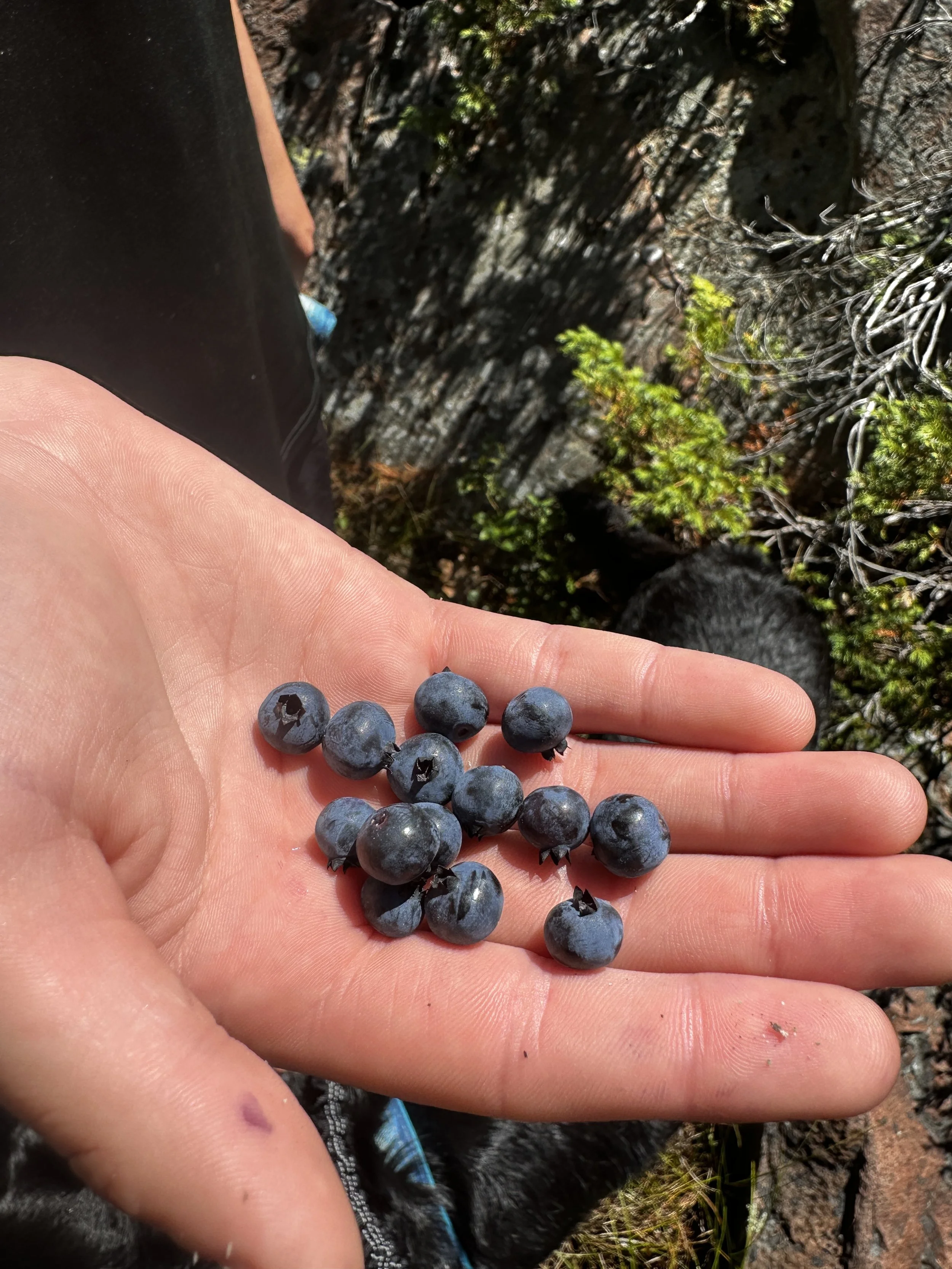 Sample of blueberries