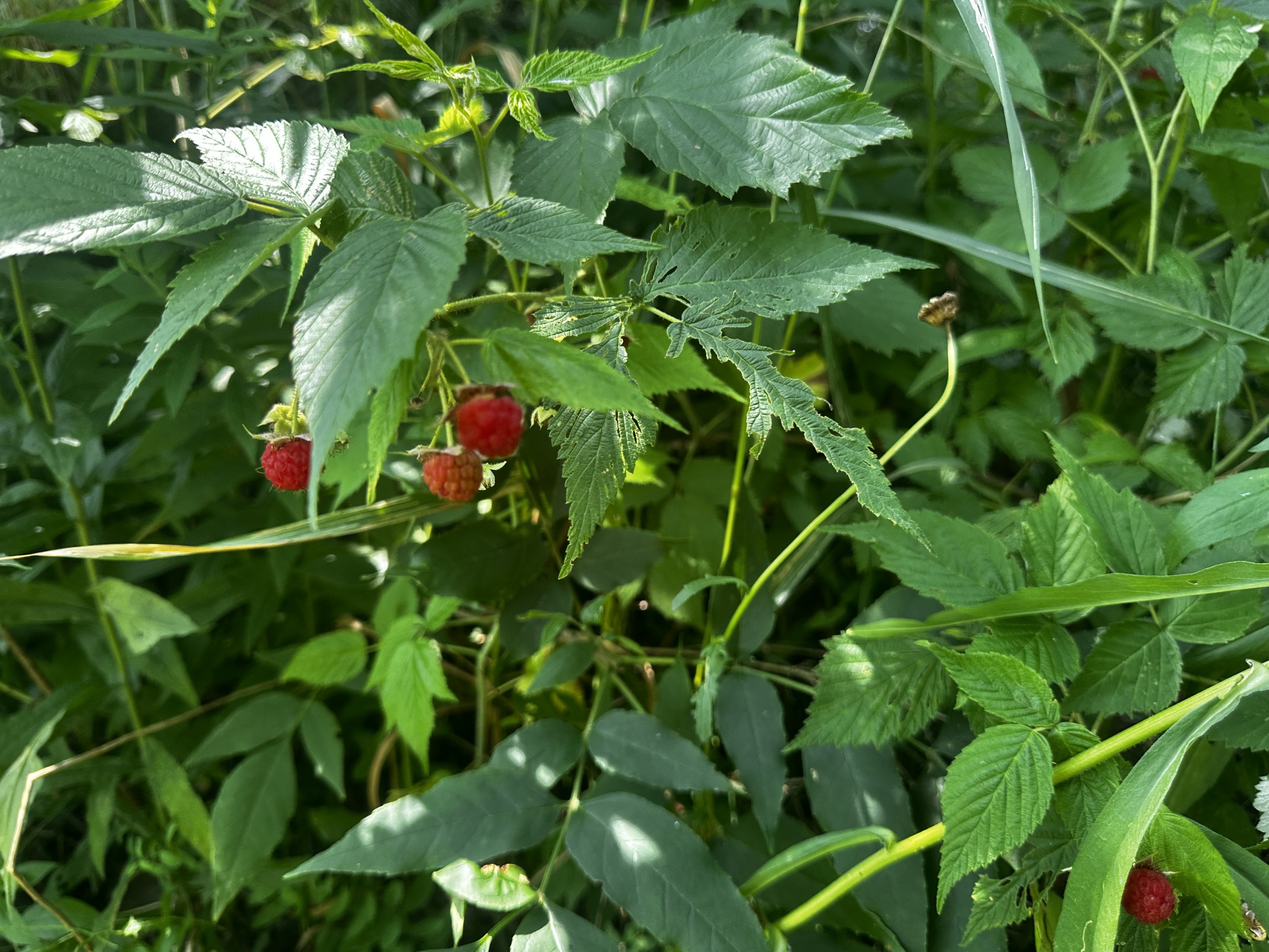 Rasberries!