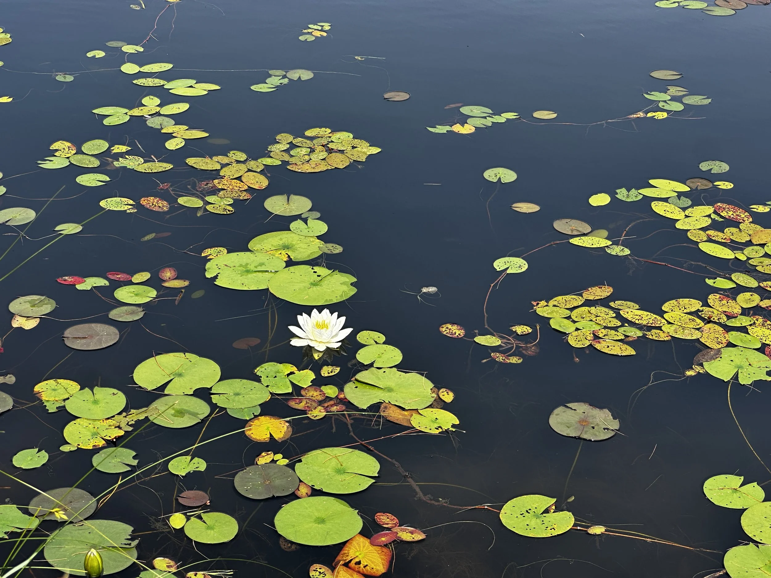 I love water lillys!