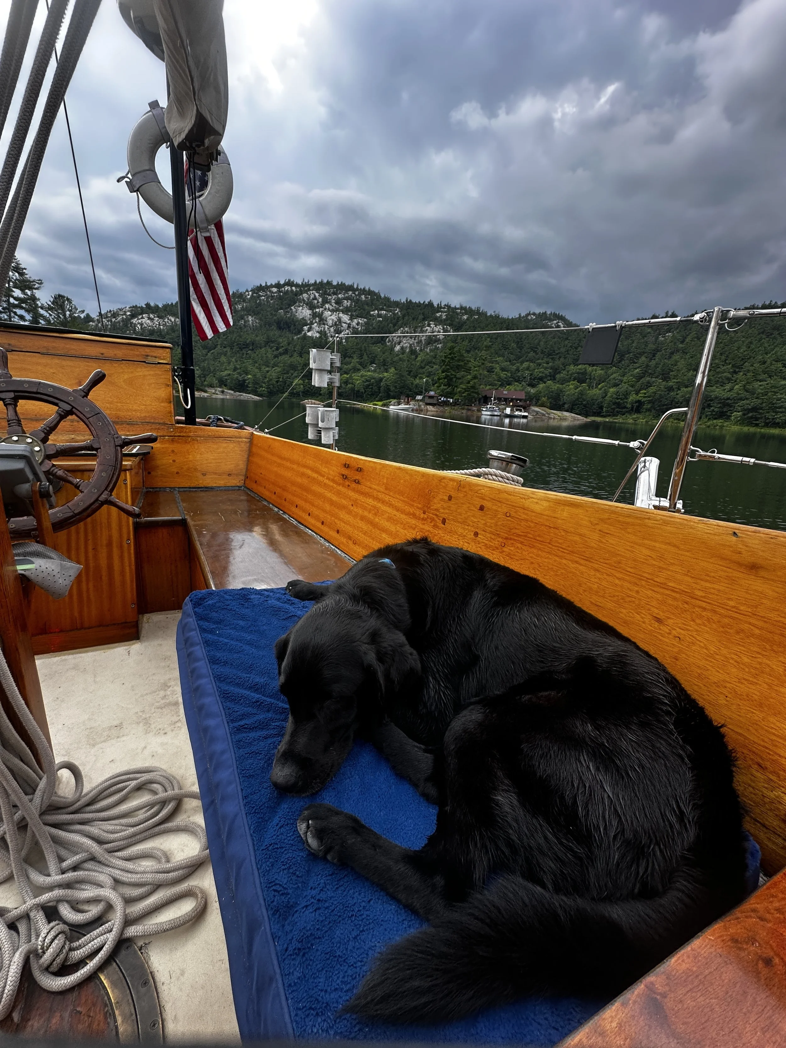 Kona enjoying her bed updeck