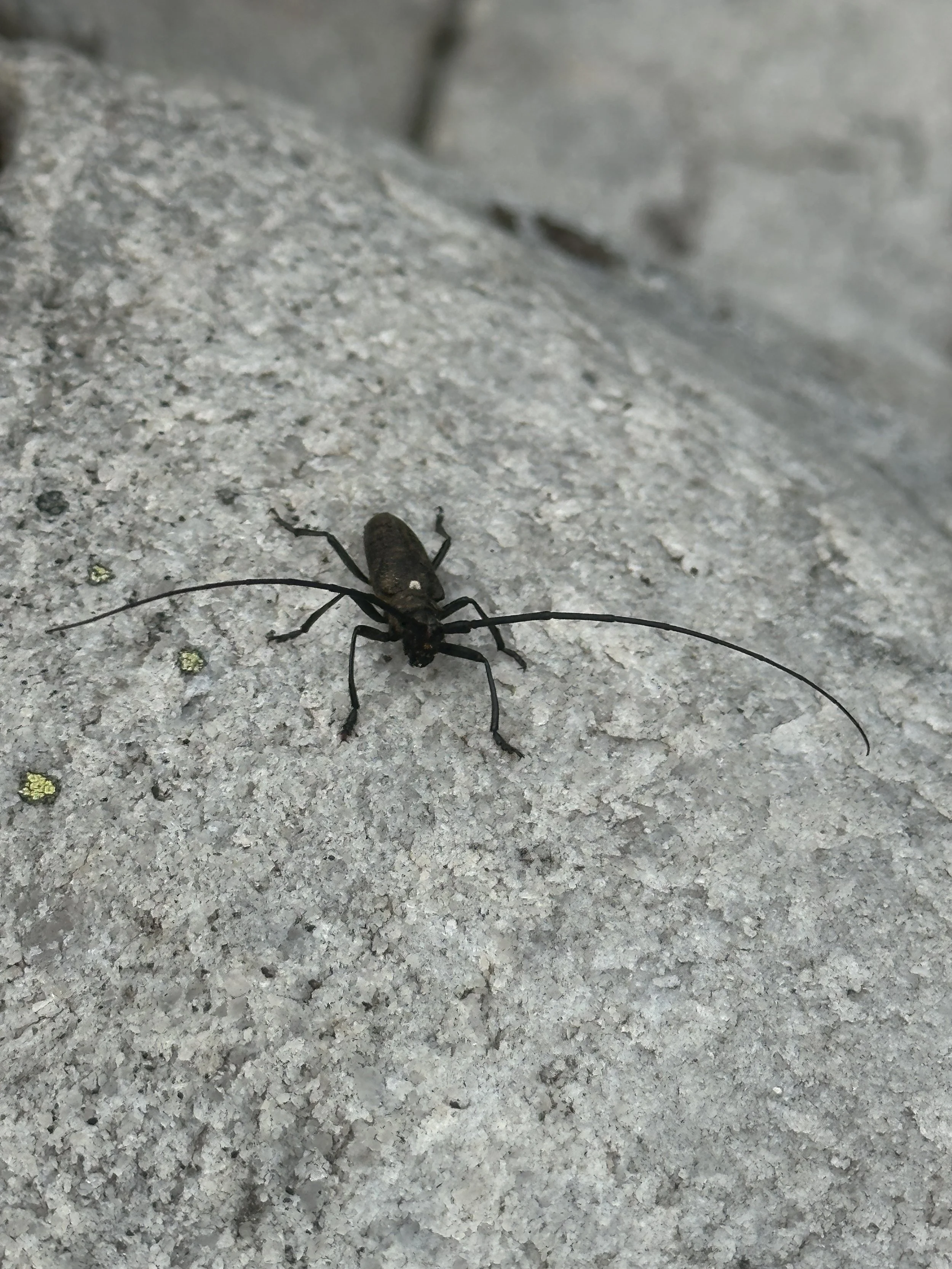 Crazy beetle on rock