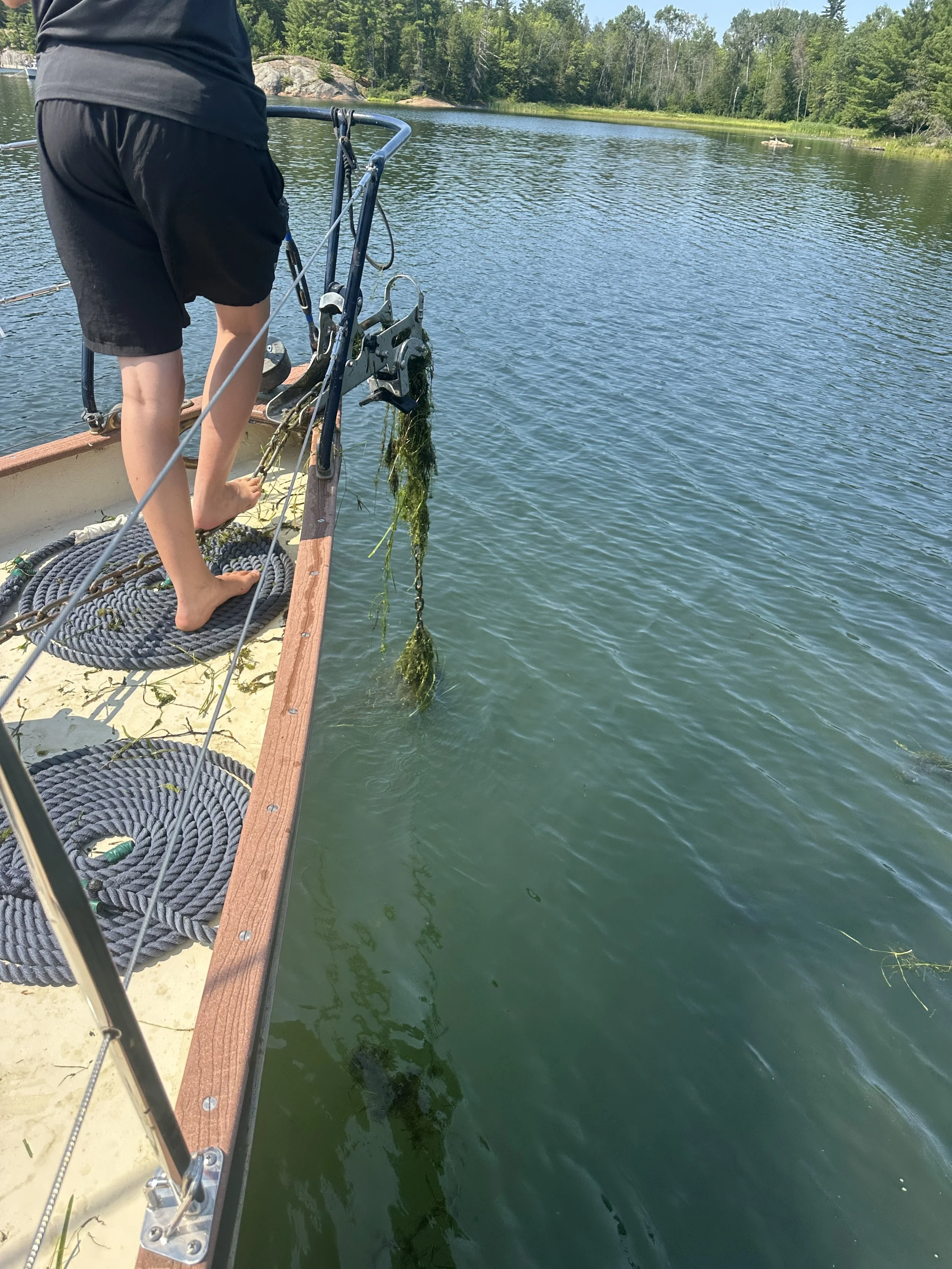 All the weeds when pulling anchor